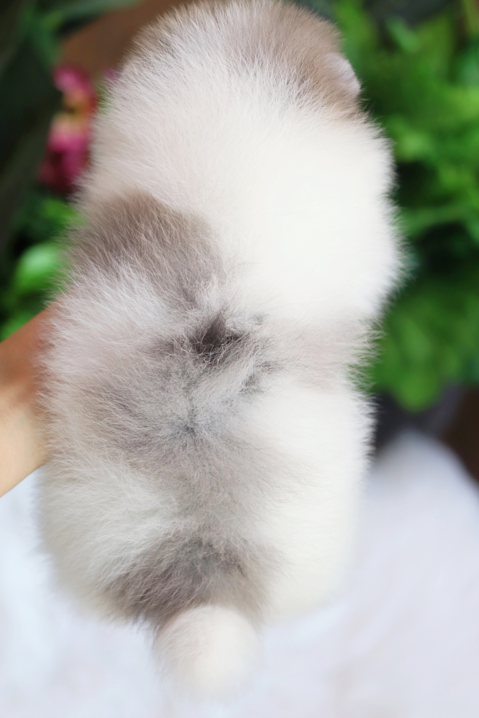 ปอมเมอเรเนียน เพศเมีย แฟนซีบลูเมอร์เร่