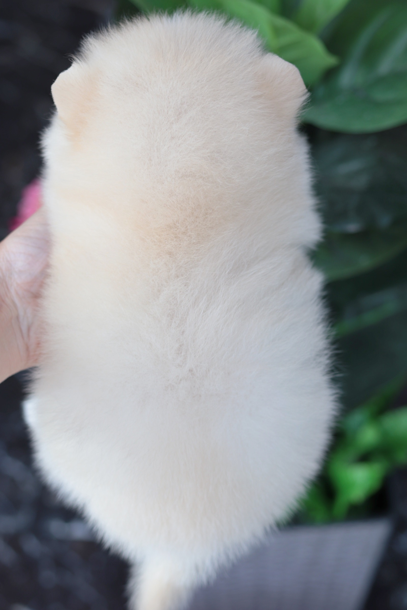 ปอมเมอเรเนียน เพศเมียขาวครีม