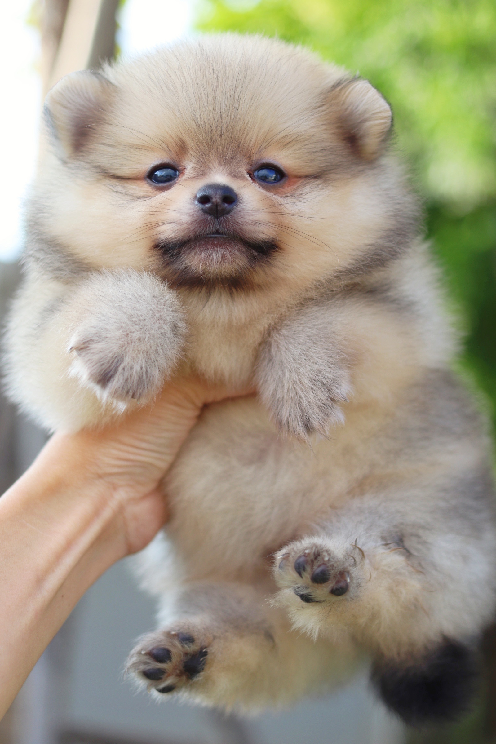 ปอมเมอเรเนียน เพศผู้ สีส้ม