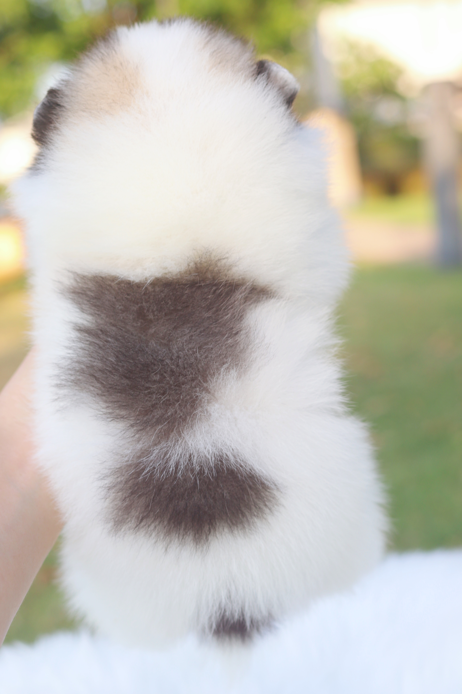 ปอมเมอเรเนียน เพศเมียสีแฟนซี