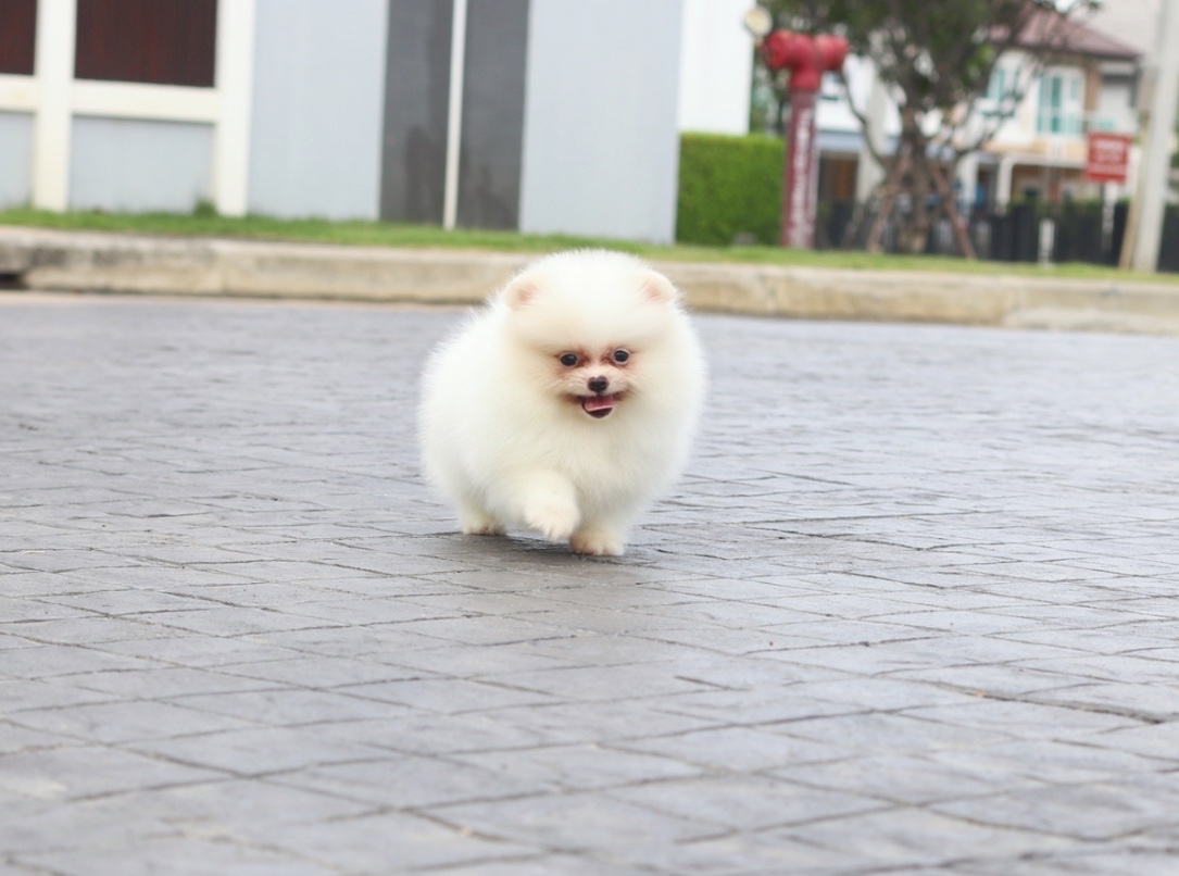 ปอมเมอเรเนียน เพศผู้สีขาวครีม