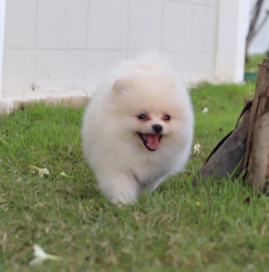 ปอมเมอเรเนียน เพศเมีย