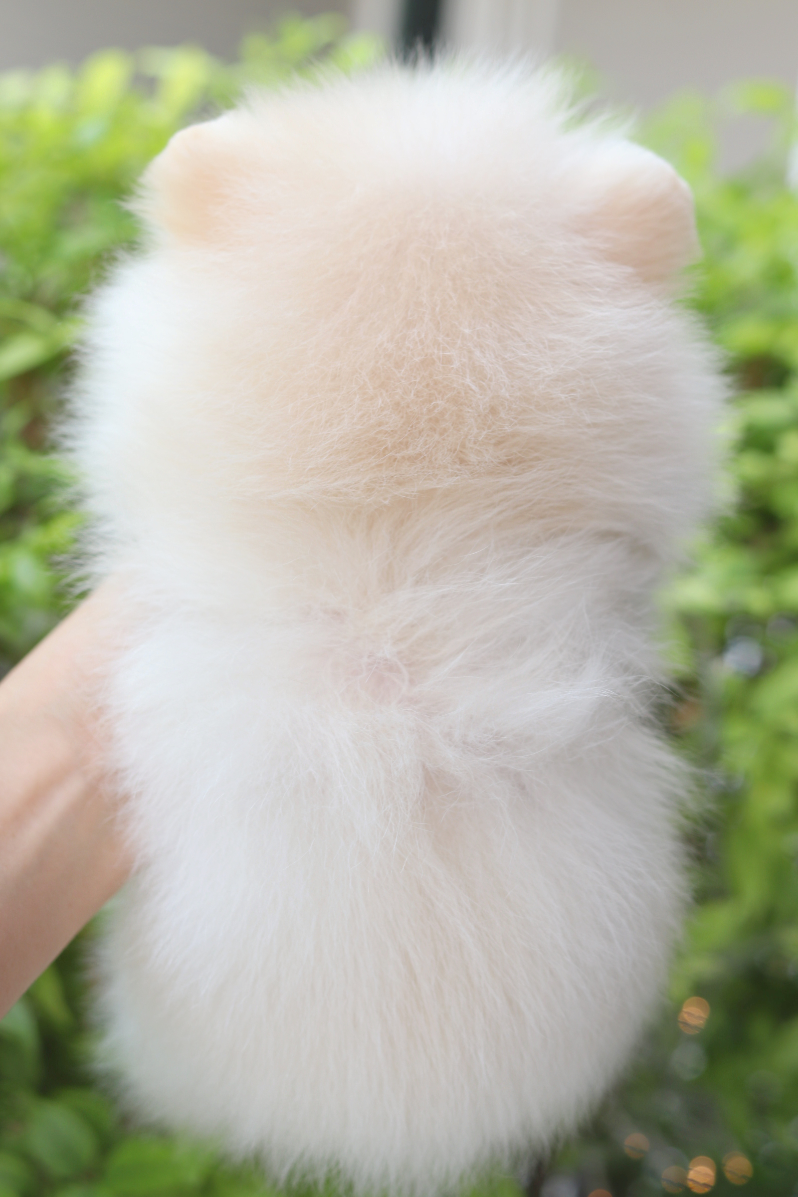 ปอมเมอเรเนียน เพศผู้สีขาวครีม