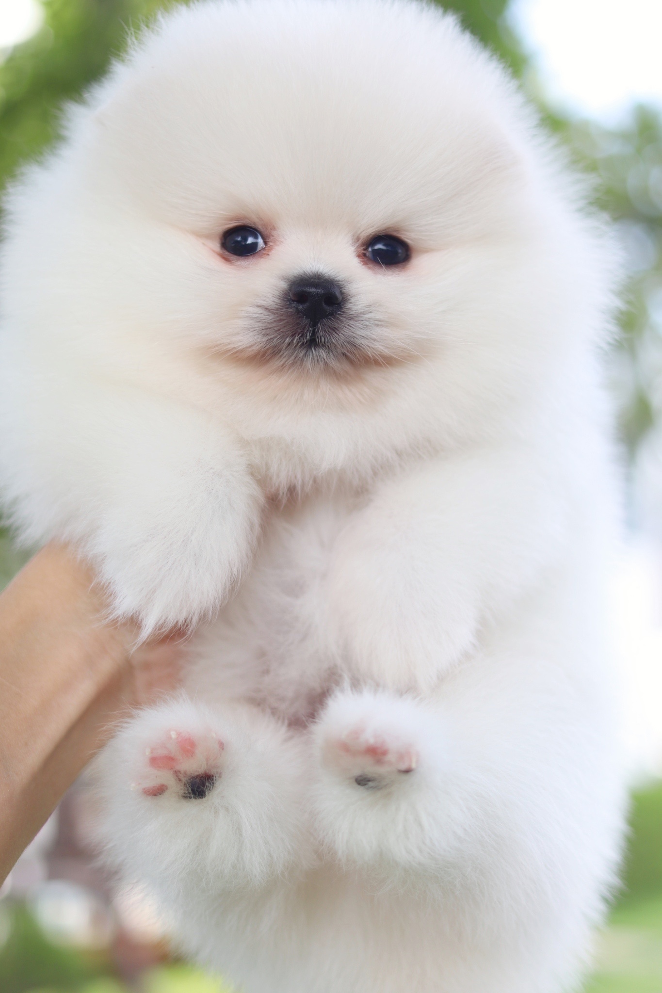 ปอมเมอเรเนียน เพศผู้สีขาวครีมเกรดโชว์