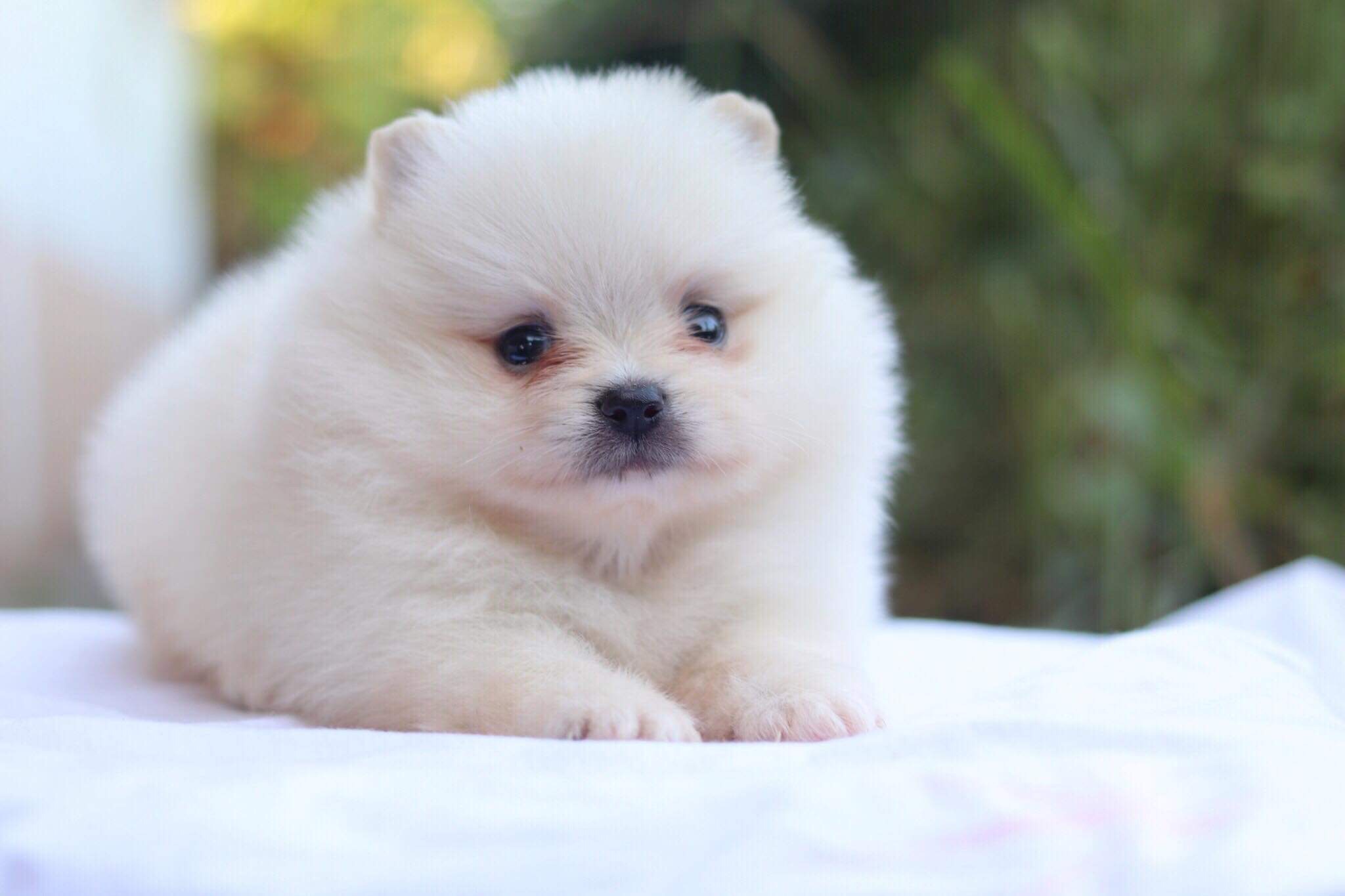 ปอมเมอเรเนียน เพศผู้