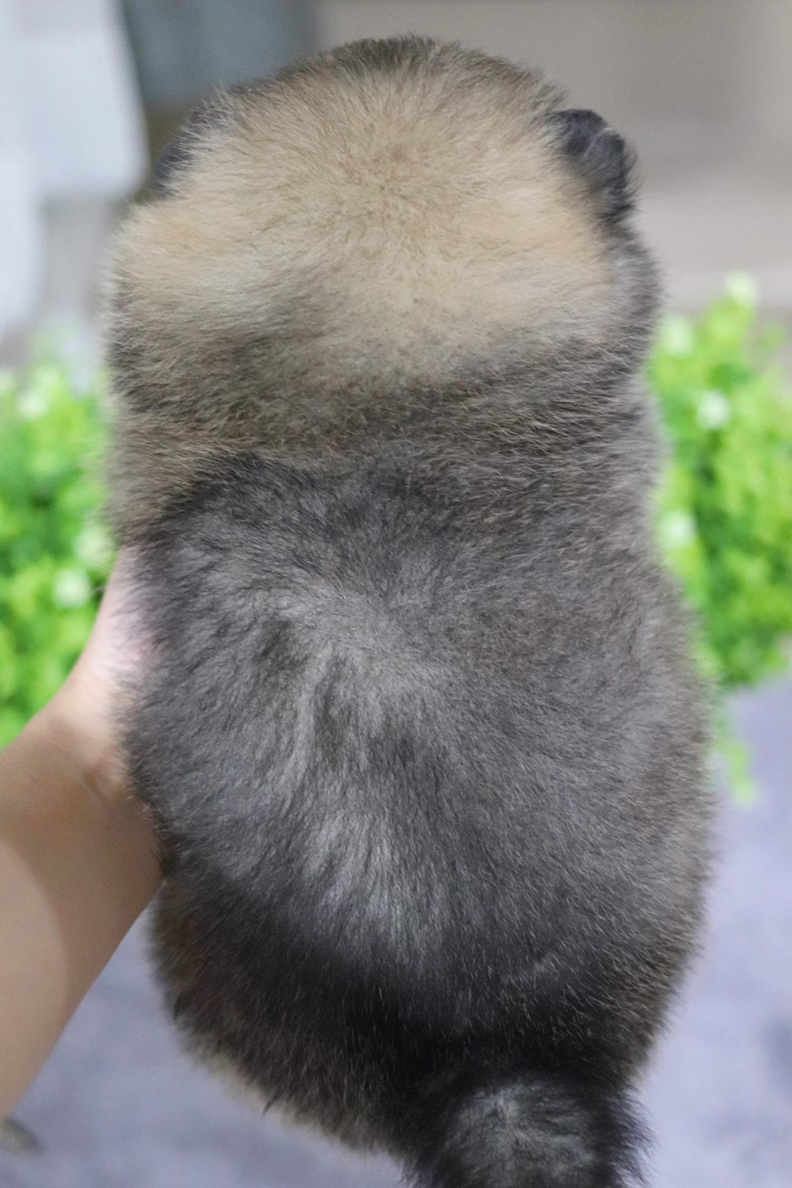 ปอมเมอเรเนียน เพศผู้