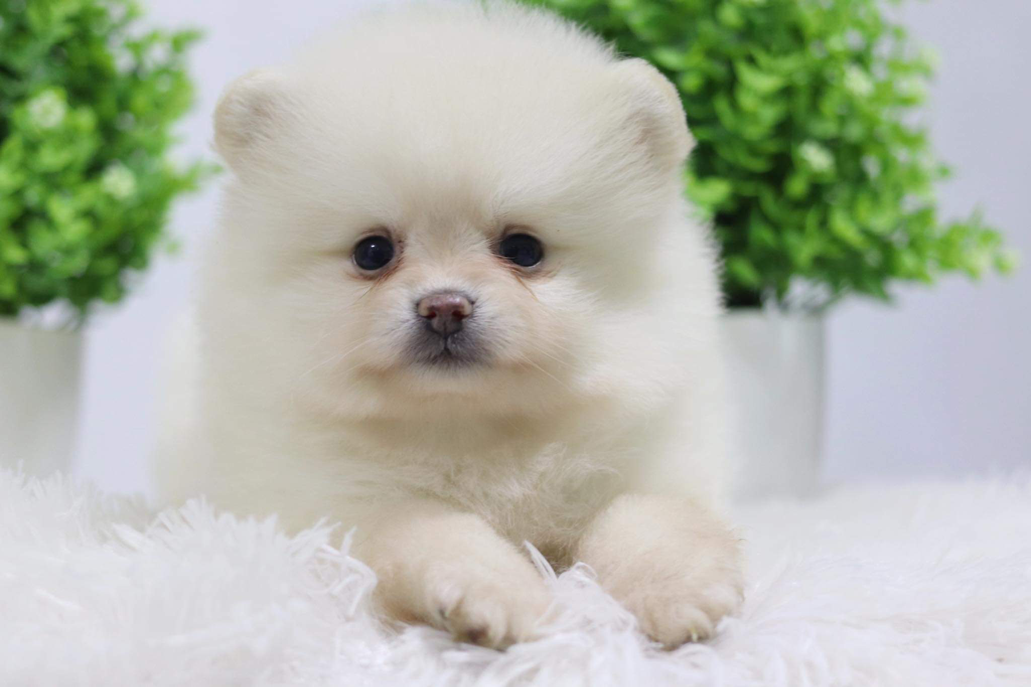 ปอมเมอเรเนียน เพศเมีย