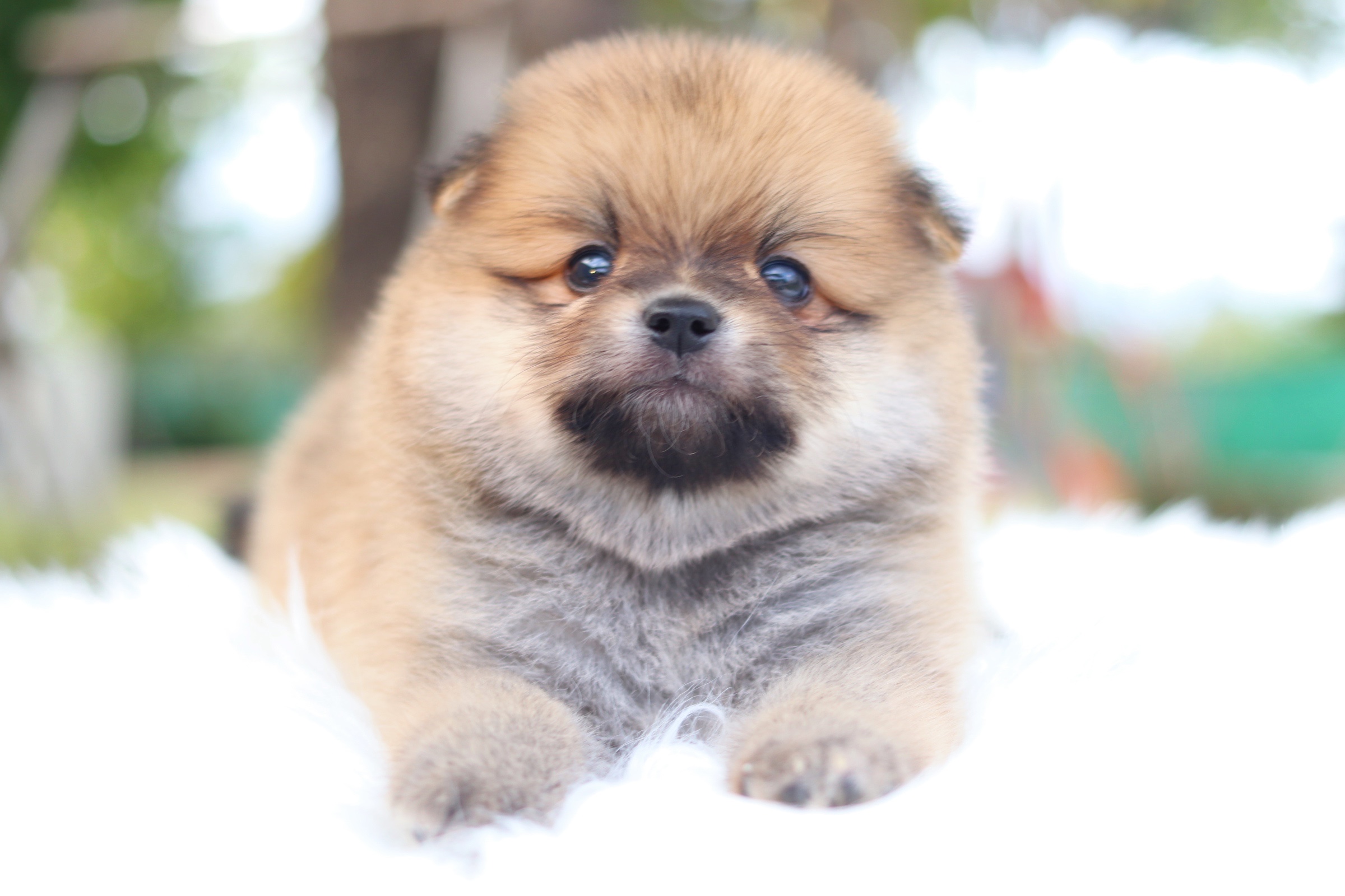 ปอมเมอเรเนียน เพศผู้ สีส้ม