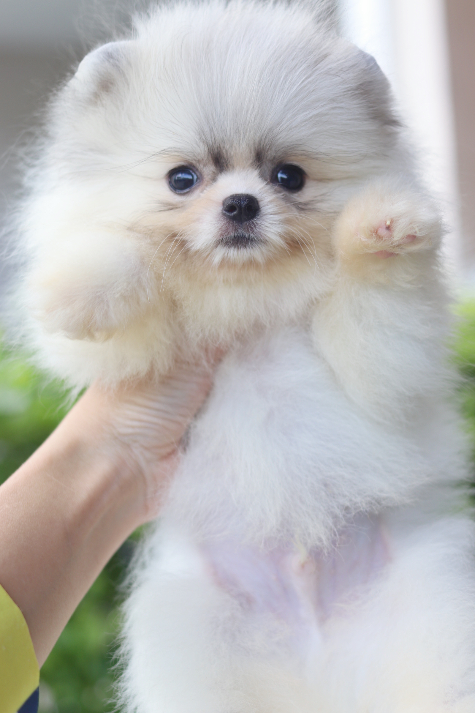 ปอมเมอเรเนียน เพศผู้ สีแฟนซี ไซส์เล็ก เกรดโชว์