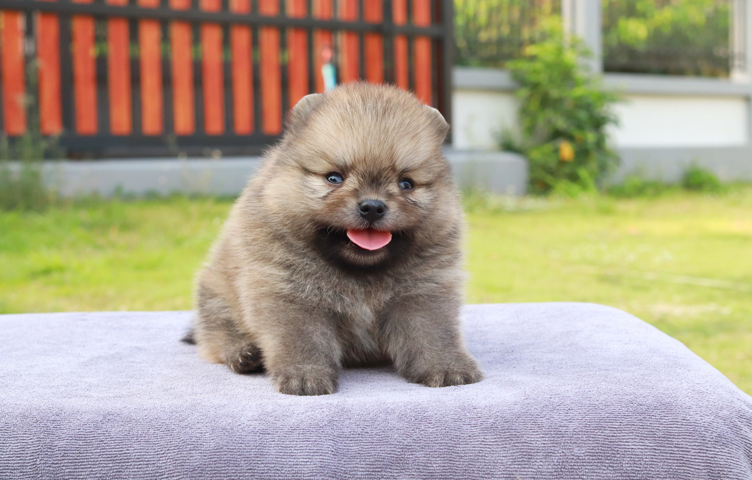 ปอมเมอเรเนียน เพศผู้ สีส้ม น่ารัก