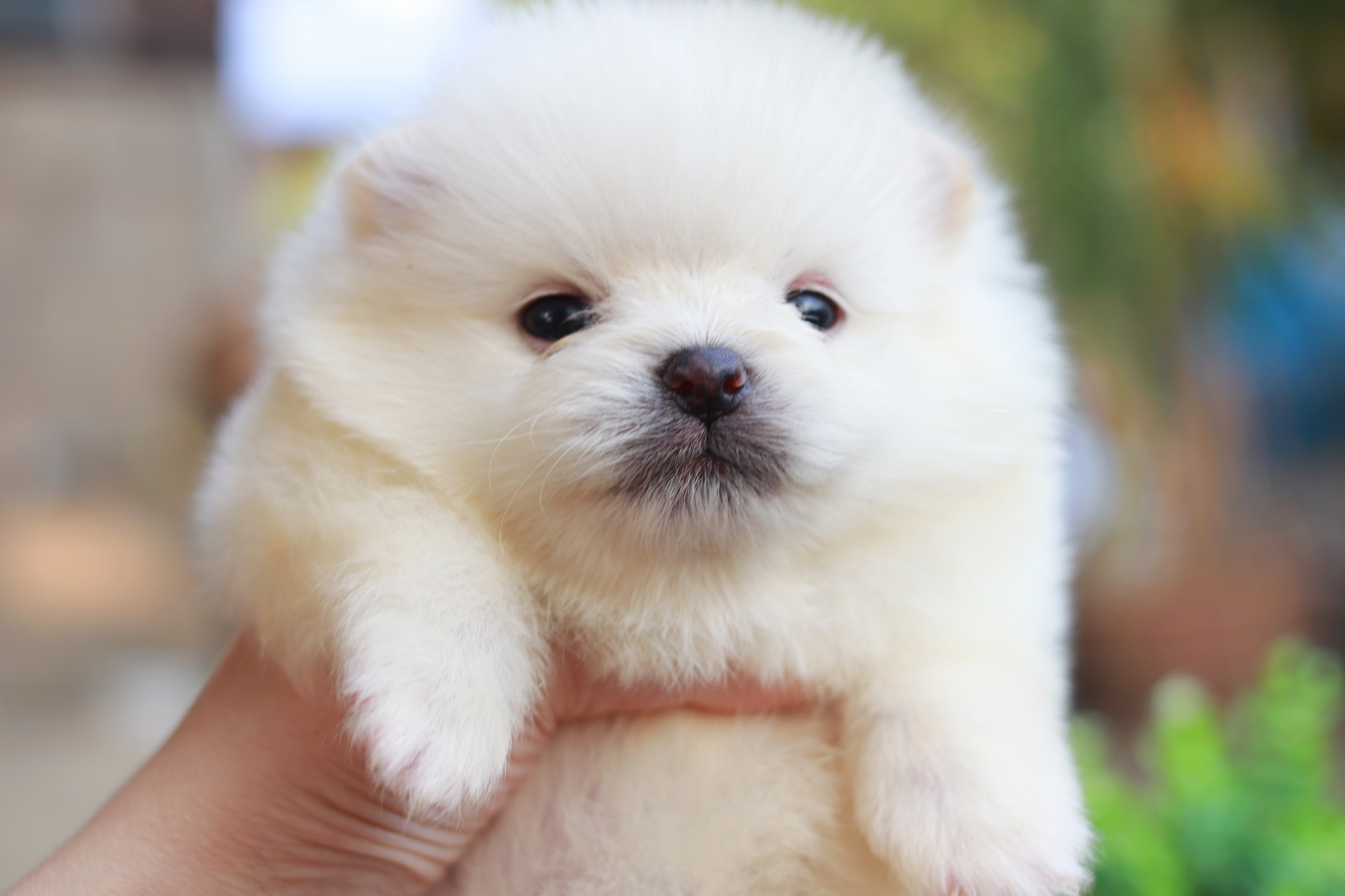 ปอมเมอเรเนียน เพศผู้