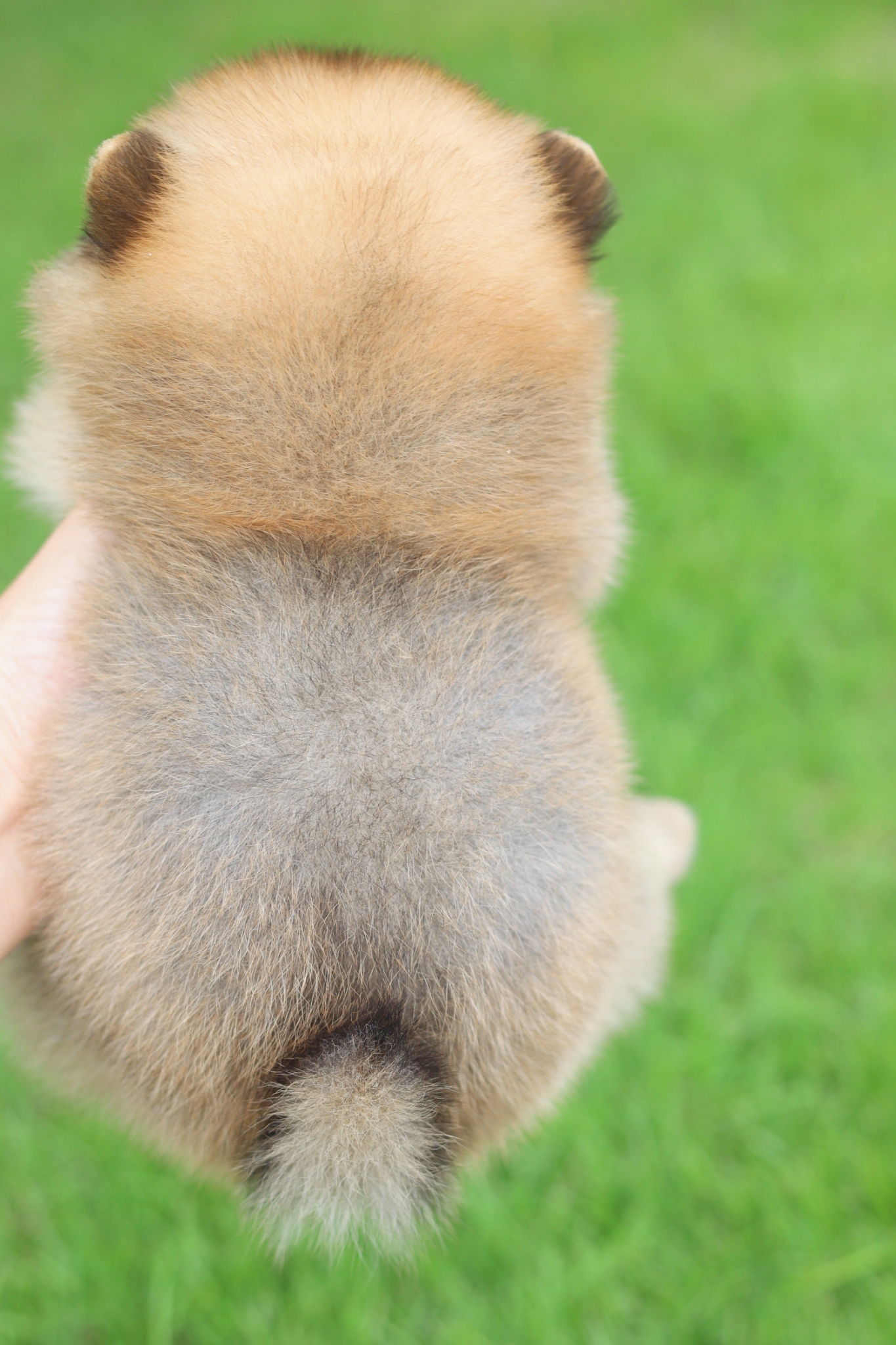 ปอมเมอเรเนียน เพศผู้สีส้ม