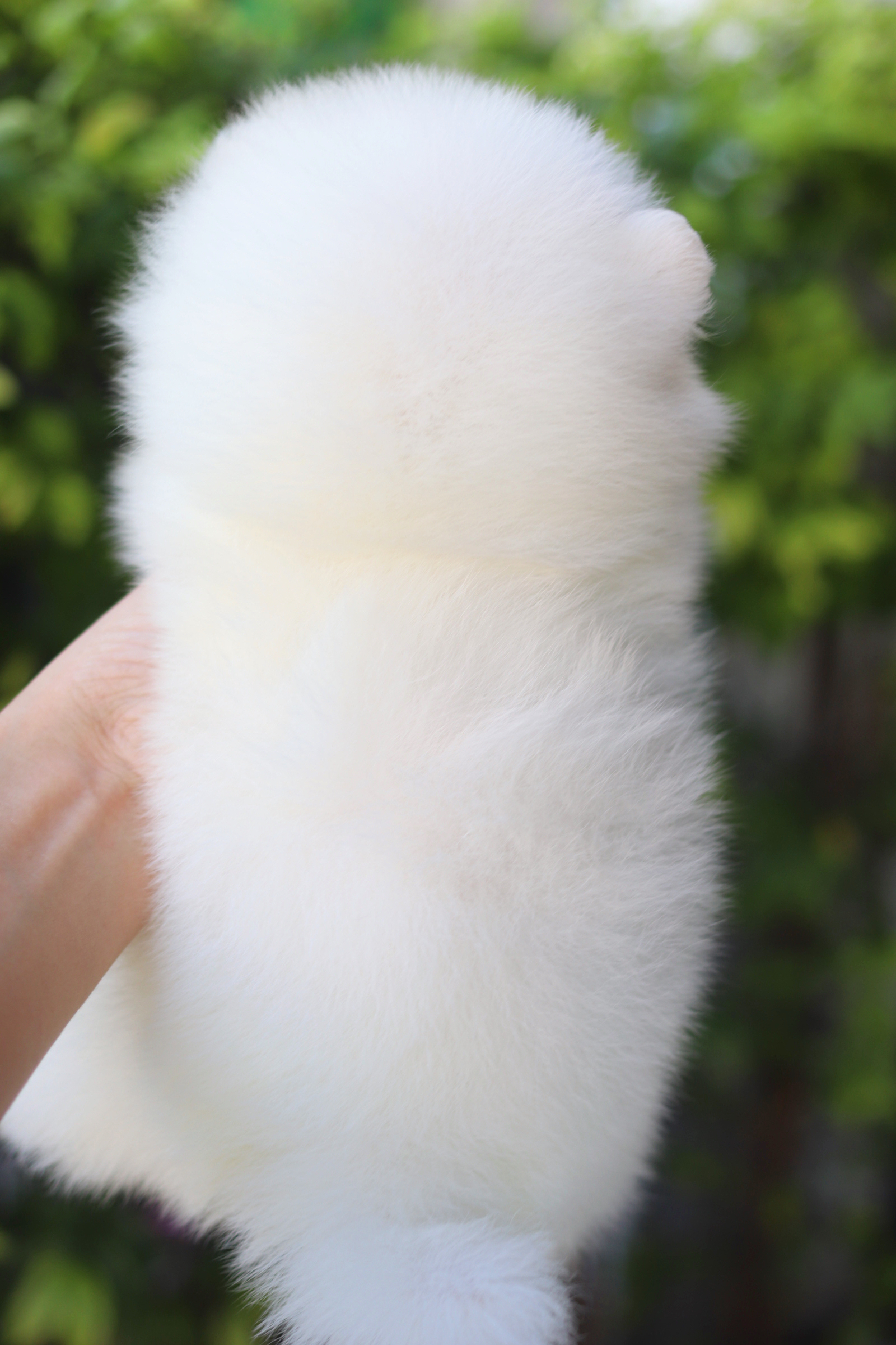 ปอมเมอเรเนียน เพศผู้สีขาวครีม