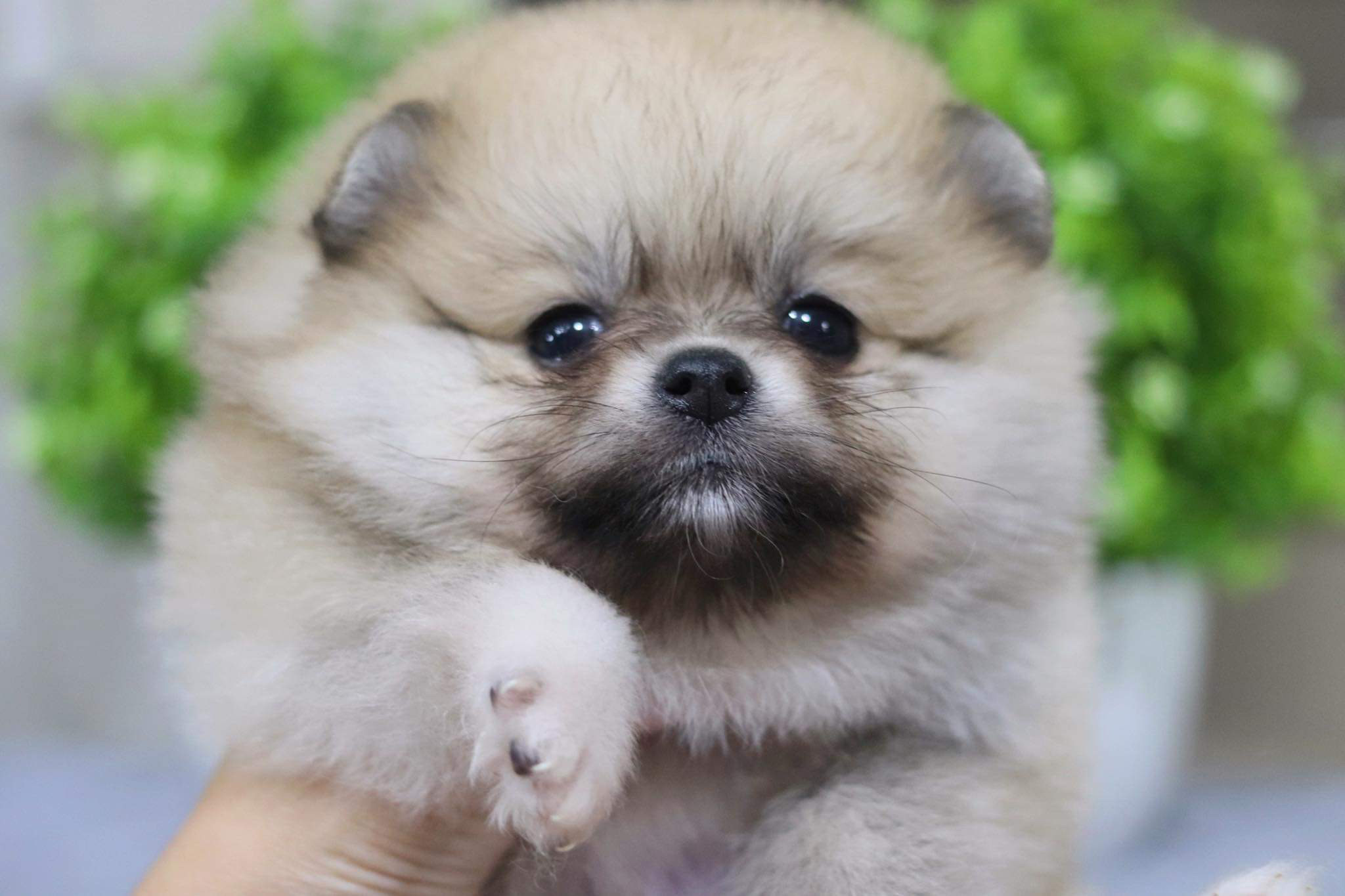 ปอมเมอเรเนียน เพศผู้