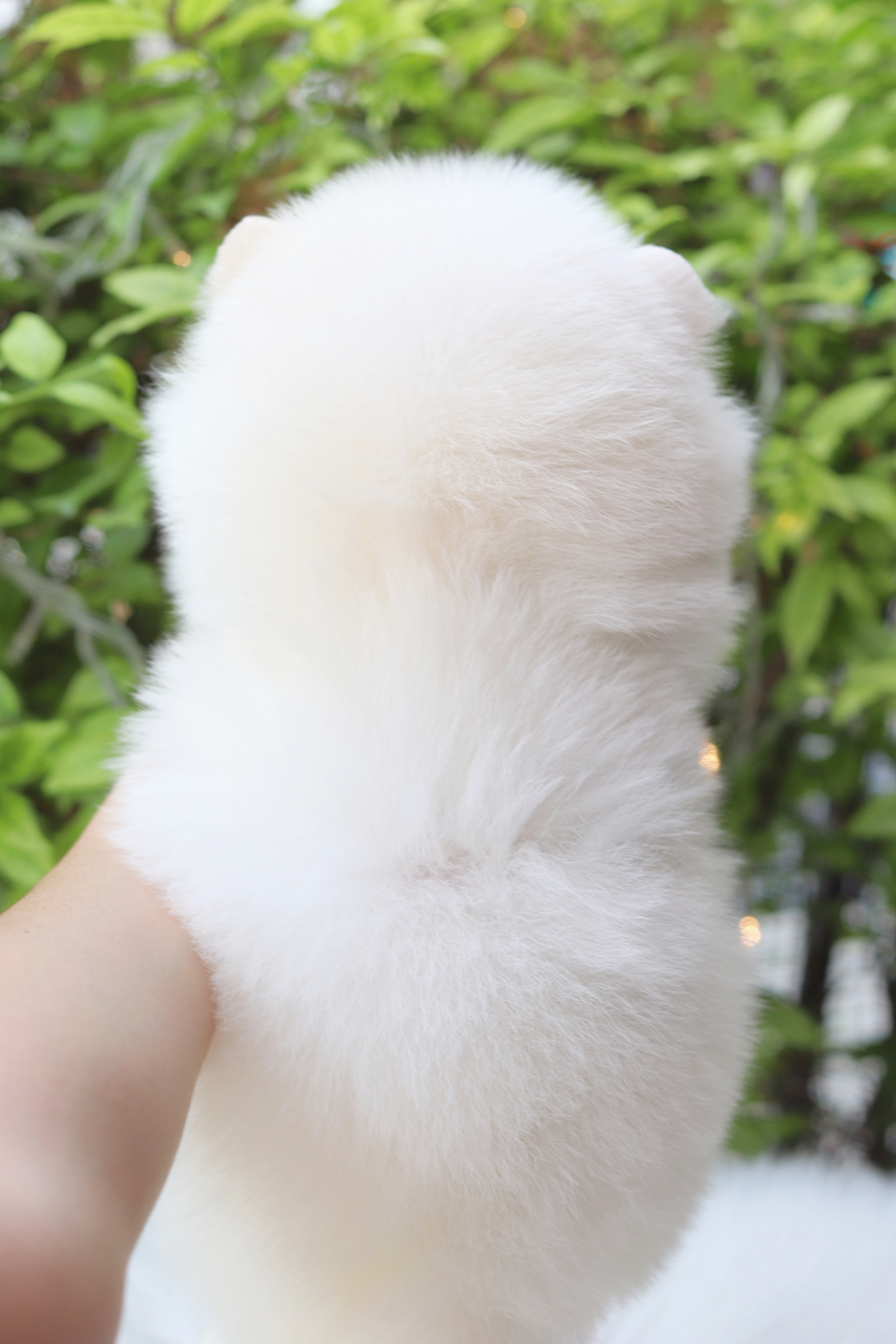 ปอมเมอเรเนียน เพศผู้สีขาวครีม