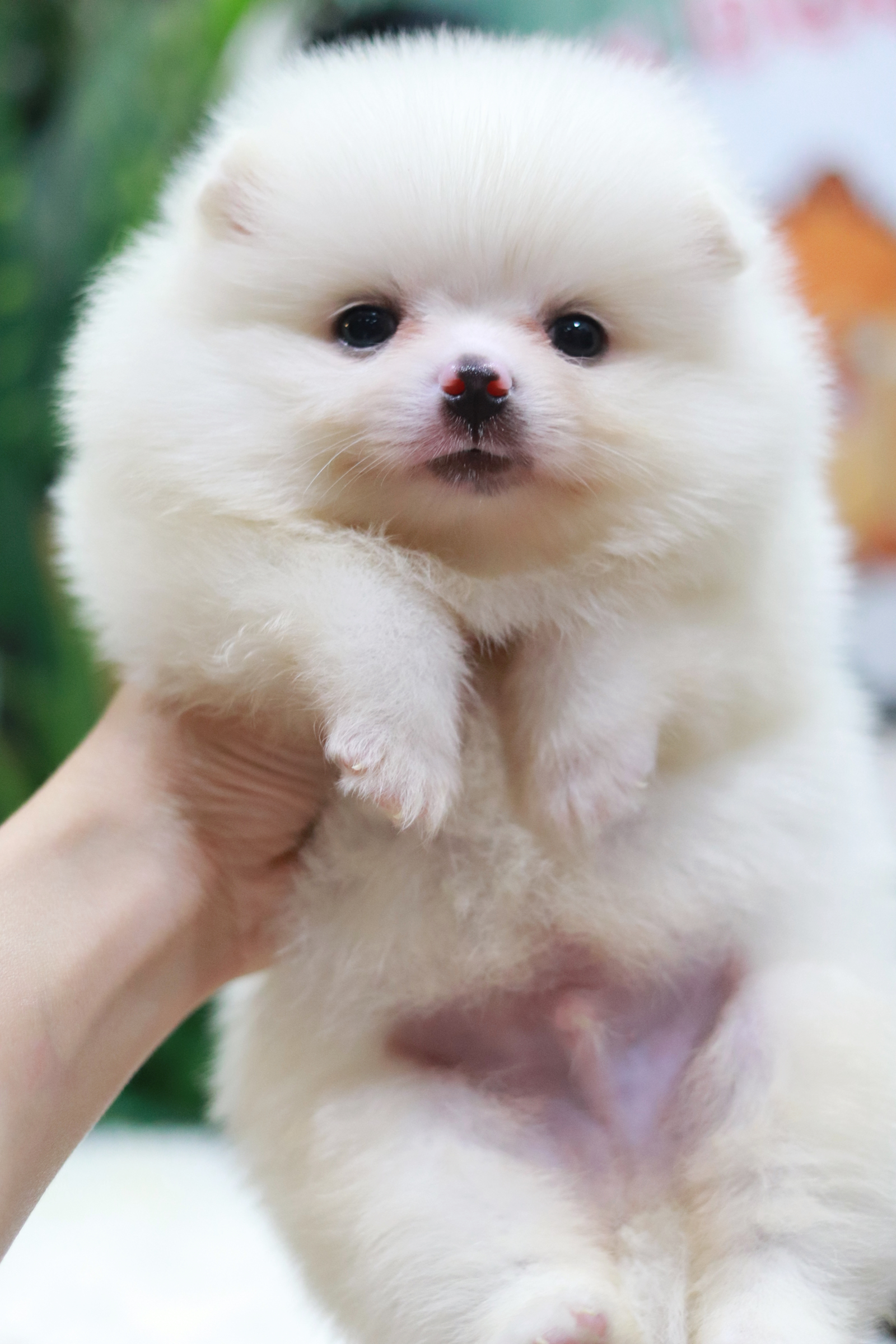 ปอมเมอเรเนียน เพศผู้สีขาว สำลี