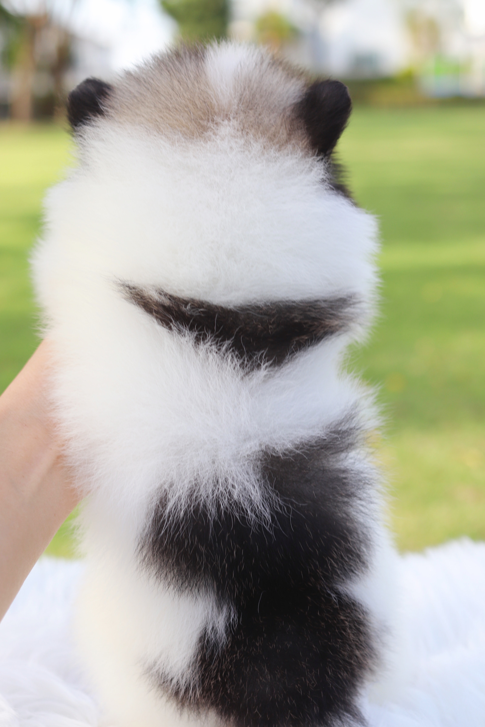 ปอมเมอเรเนียน เพศผู้สีแฟนซี