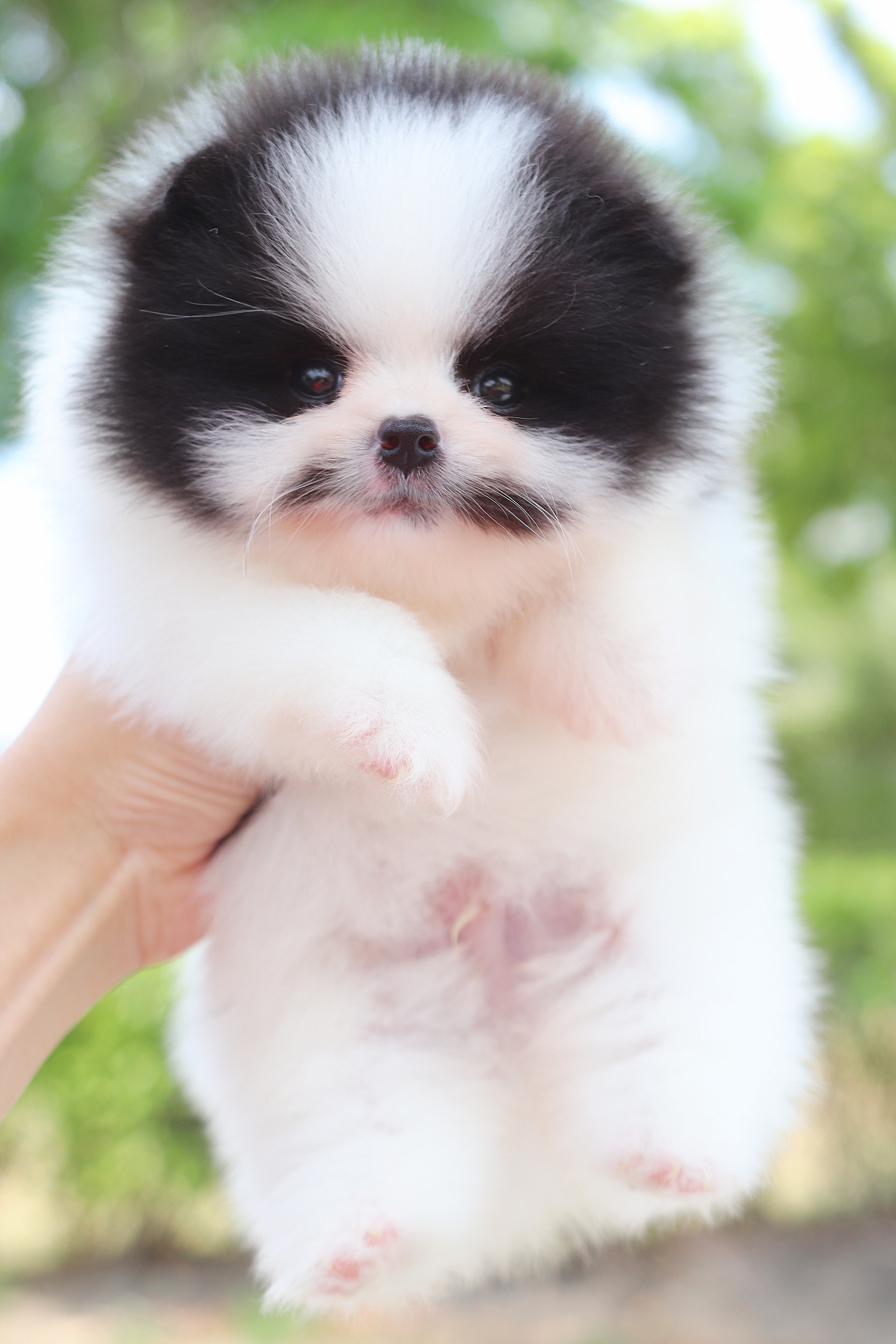 ปอมเมอเรเนียน เพศผู้ แฟนซี