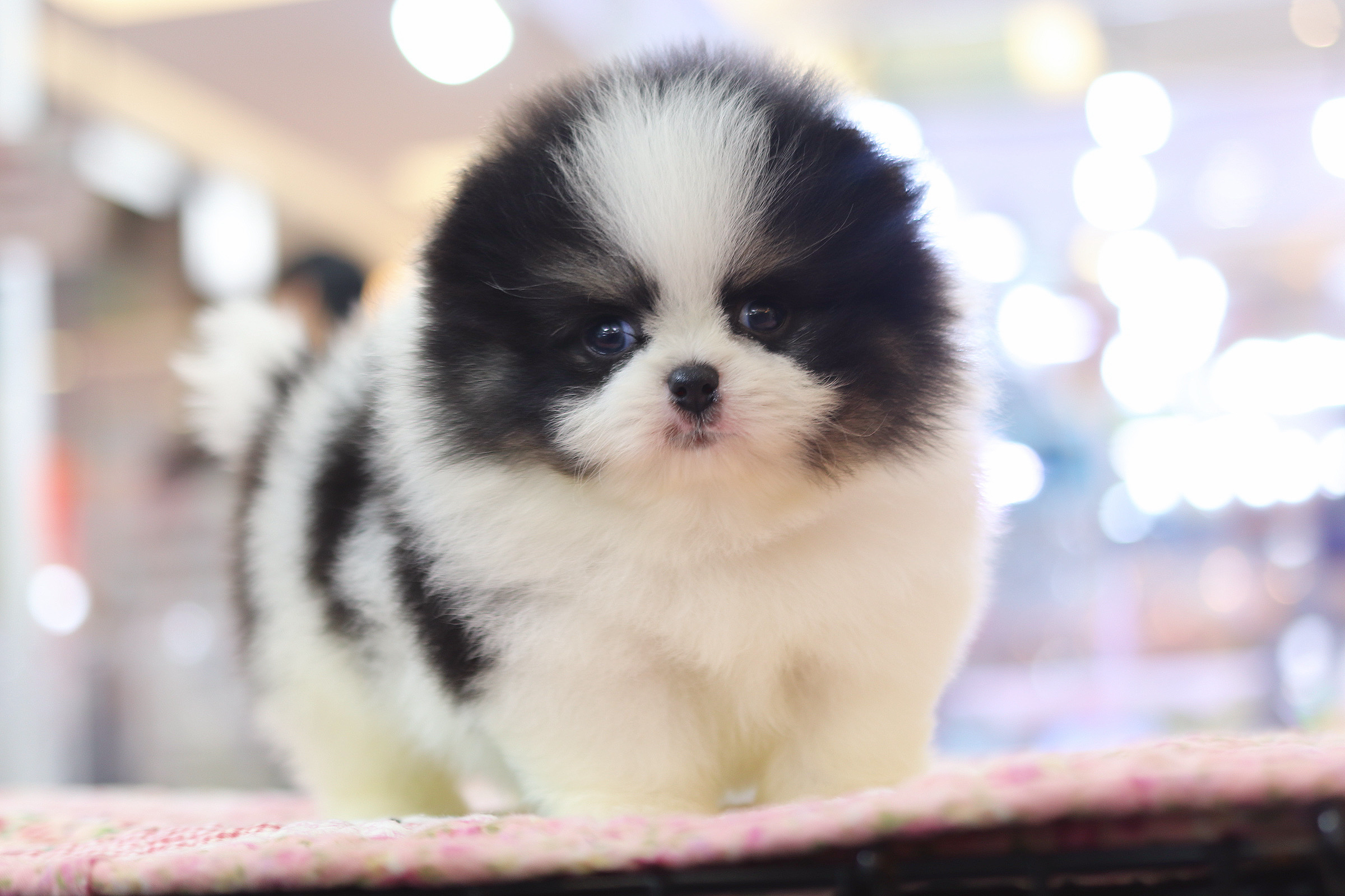 ปอมเมอเรเนียน เพศผู้สีไตรคัลเลอร์เกรดโชว์