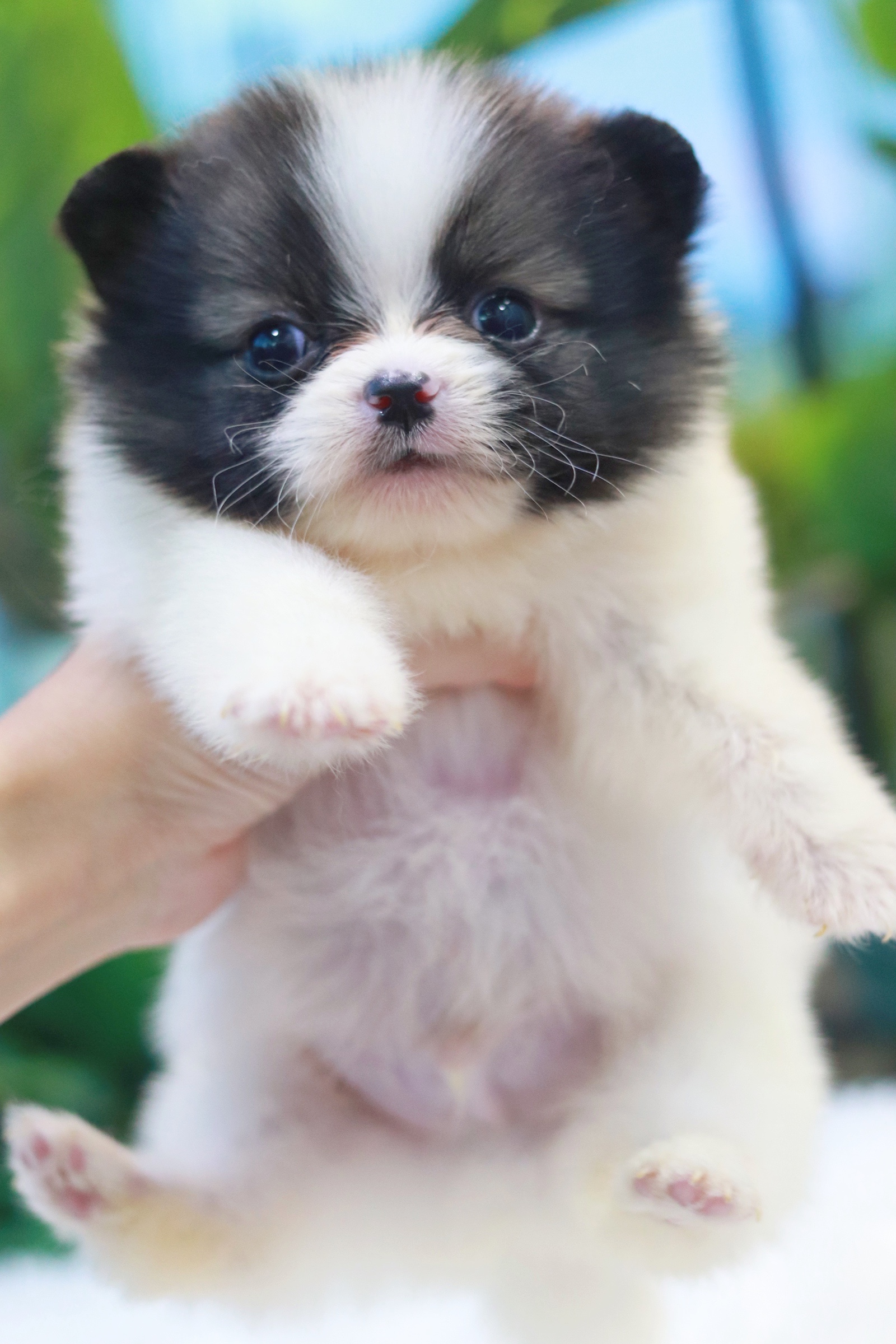 ปอมเมอเรเนียน เพศผู้แฟนซี