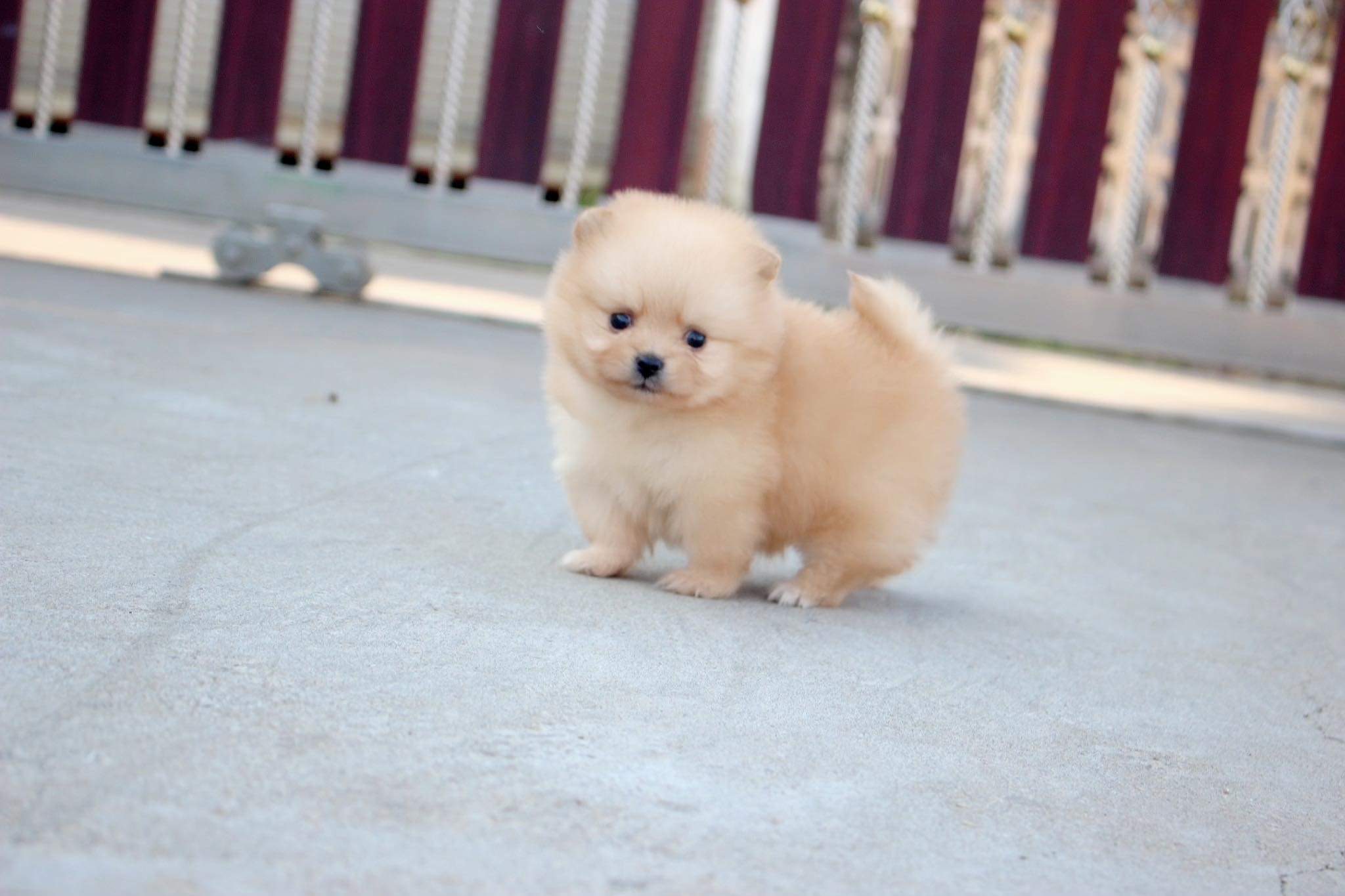 ปอมเมอเรเนียน เพศเมีย สีครีม