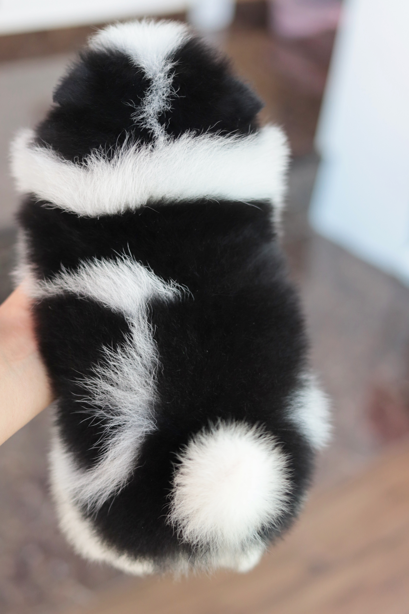 ปอมเมอเรเนียน เพศผู้ สีแฟนซี