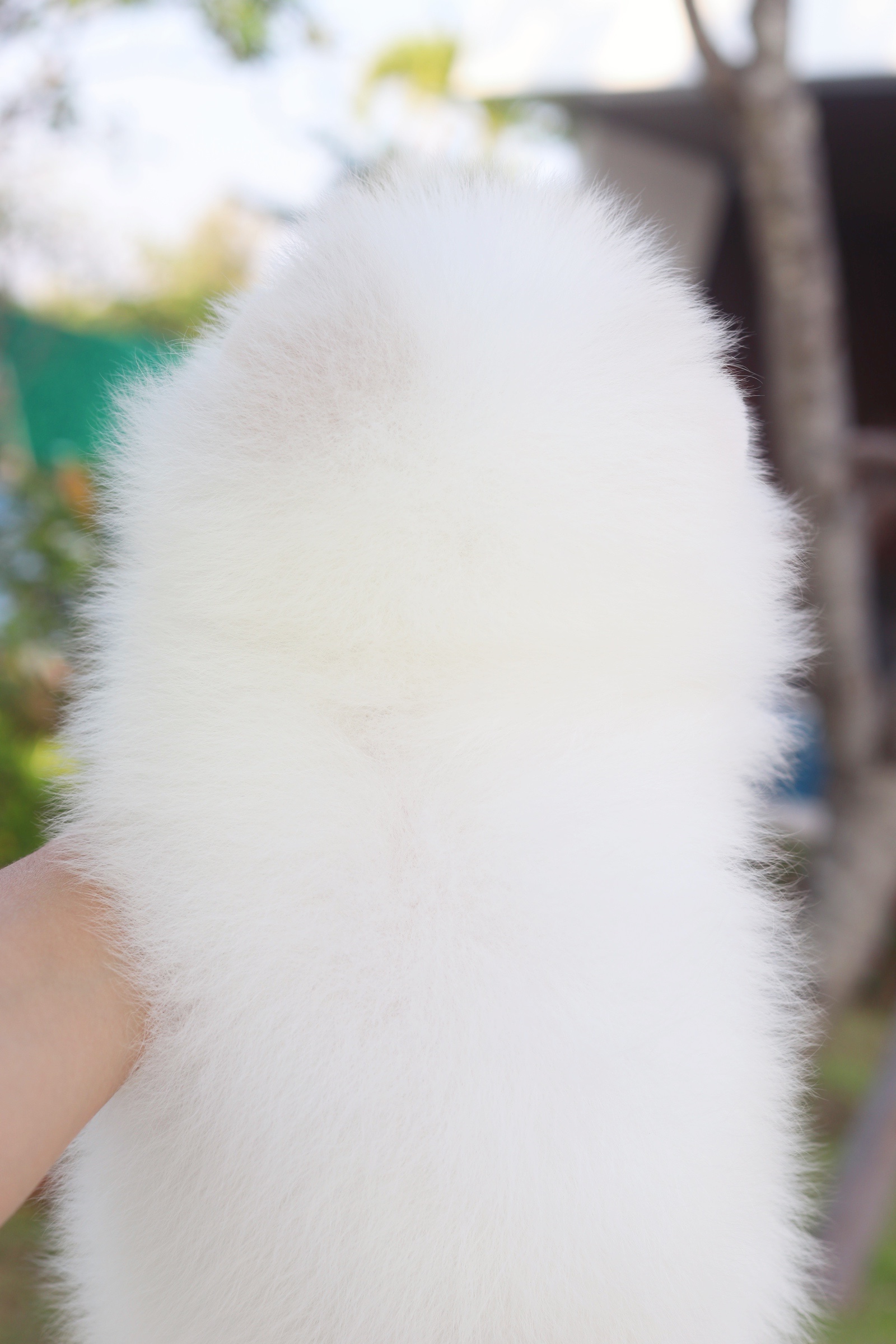 ปอมเมอเรเนียน เพศผู้ ขาวครีม