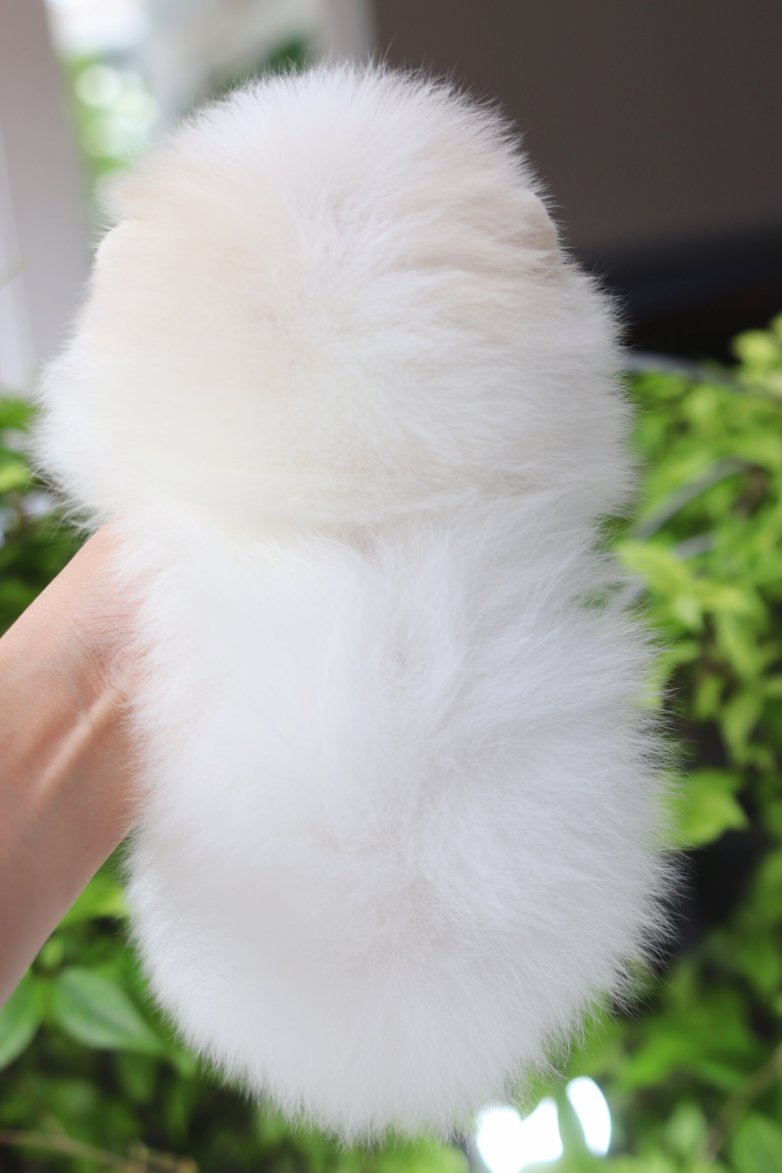 ปอมเมอเรเนียน เพศเมียสีขาวครีมเกรดโชว์