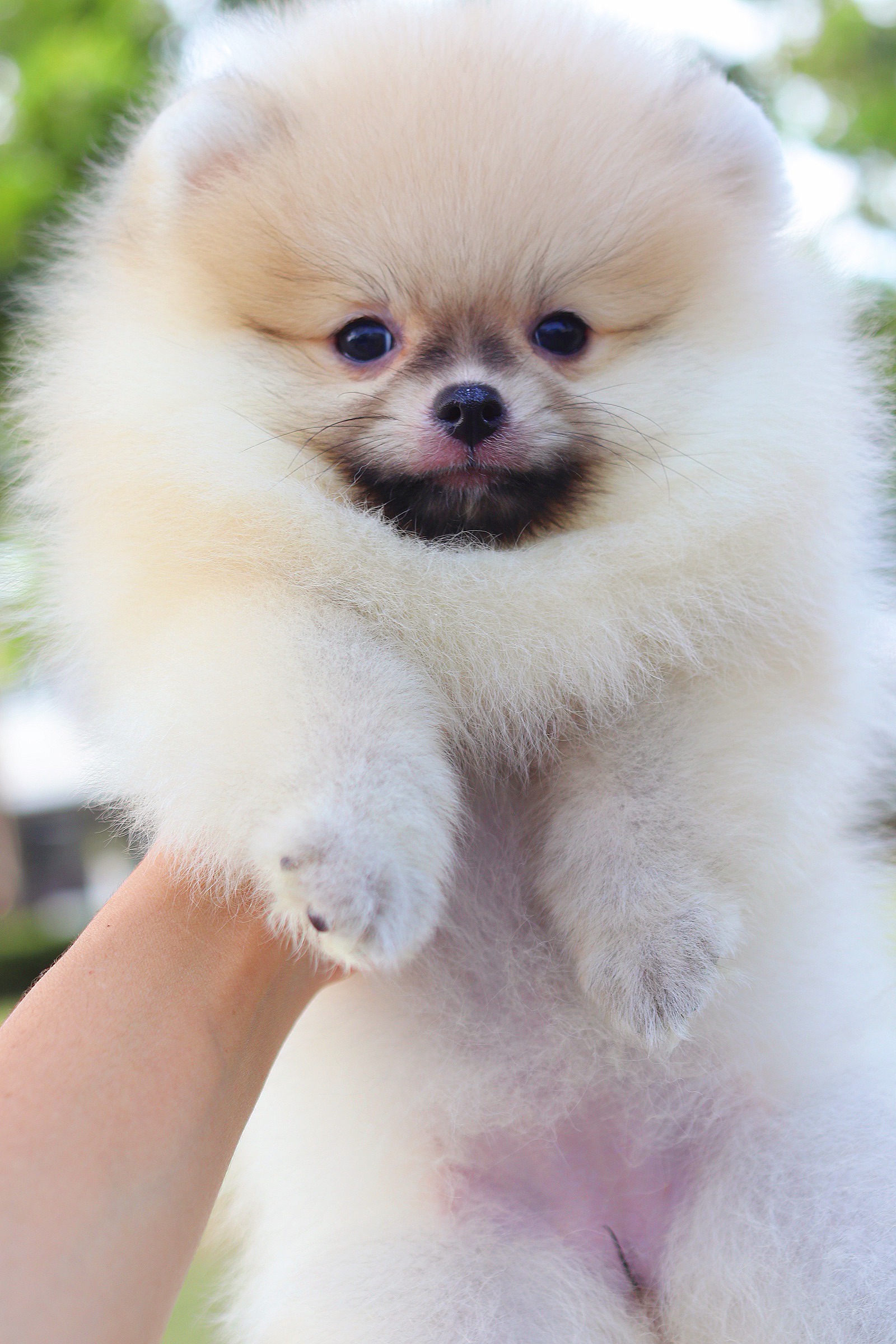 ปอมเมอเรเนียน เพศเมียสีส้ม