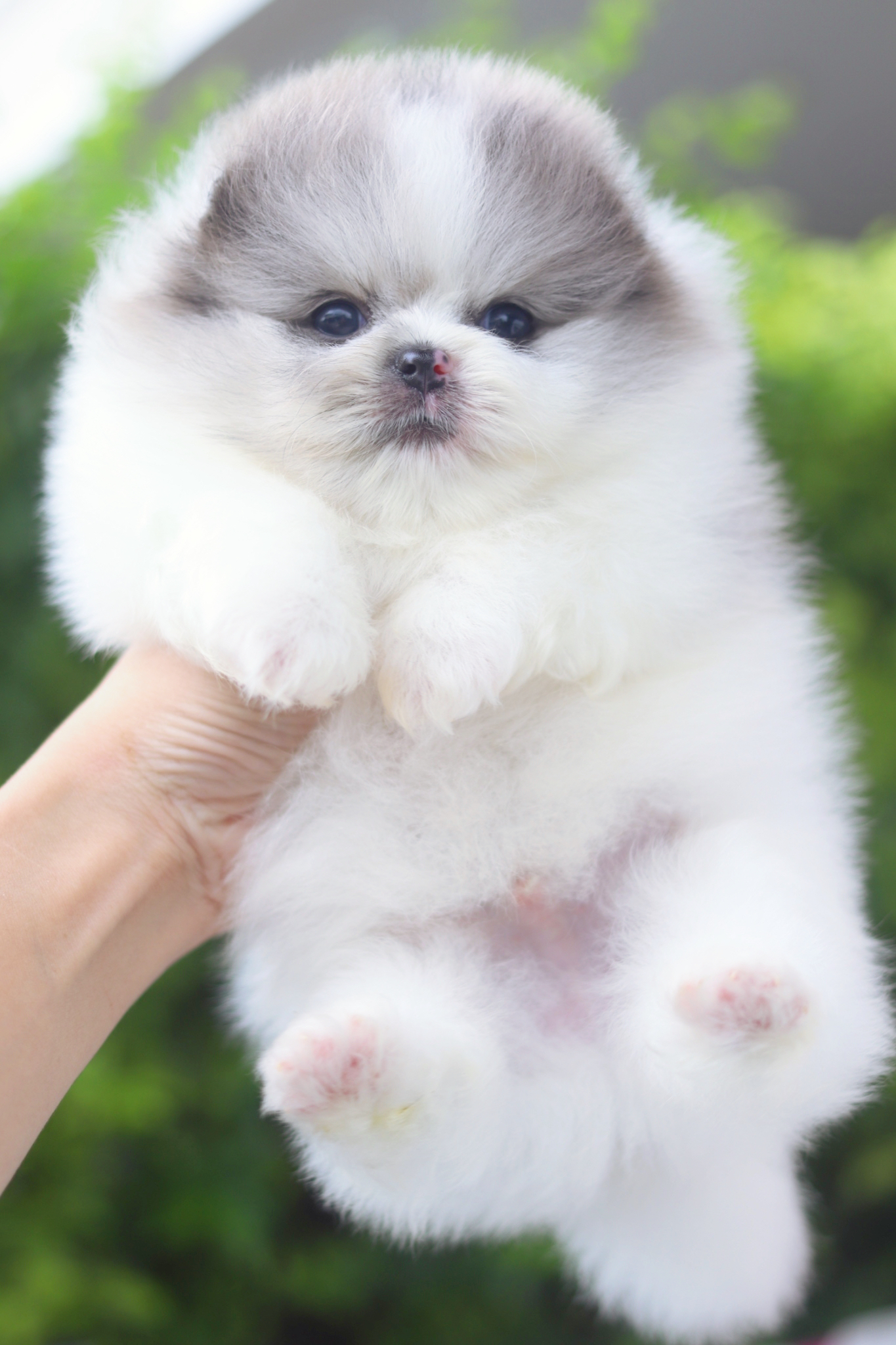 ปอมเมอเรเนียน เพศผู้ สีแฟนซีเมอร์เร่