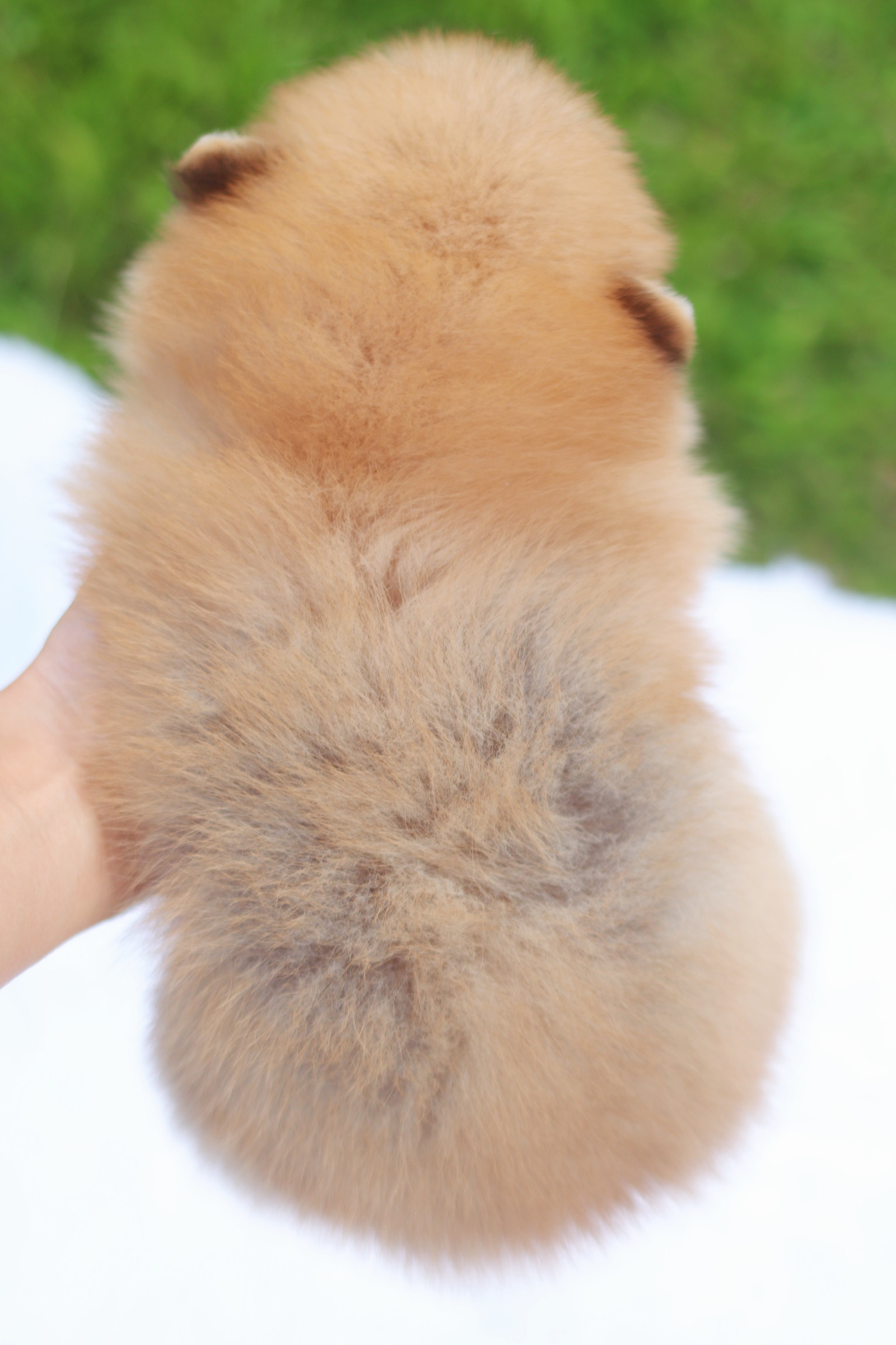 ปอมเมอเรเนียน เพศผู้ สีส้ม