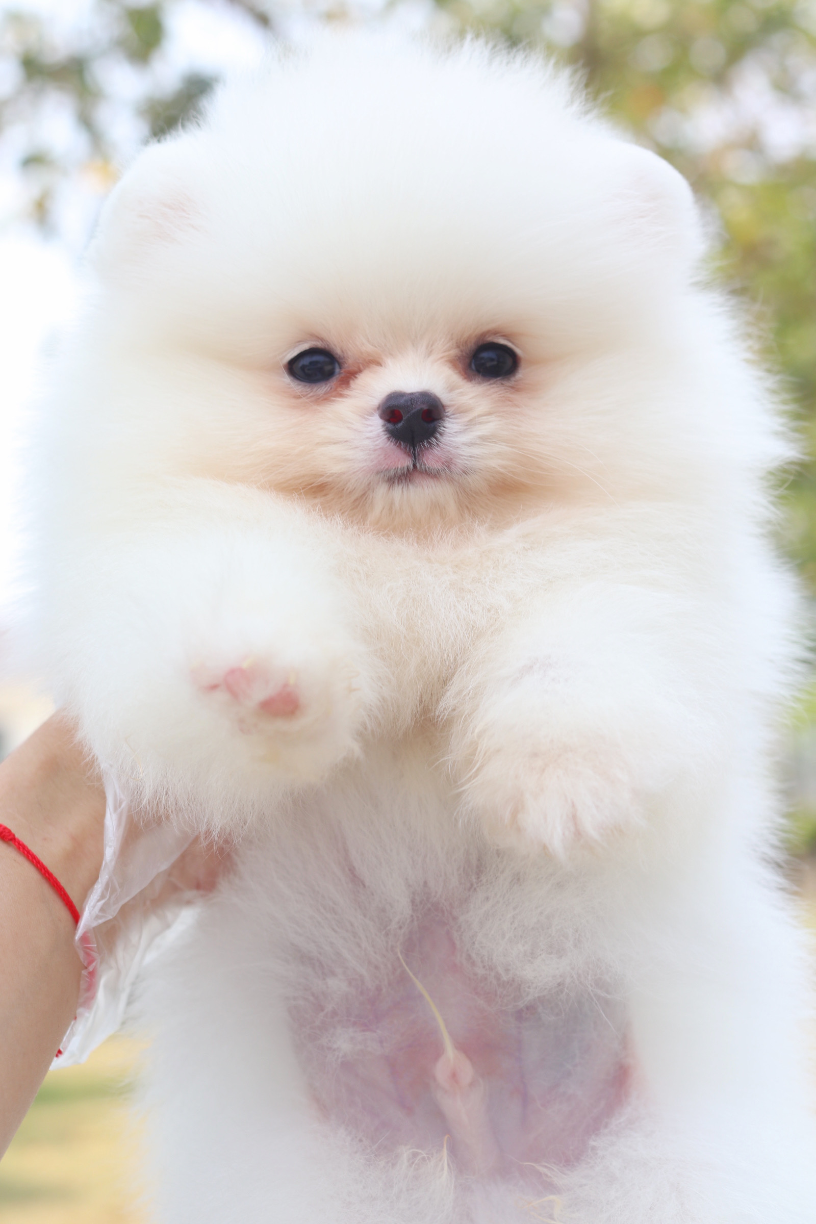 ปอมเมอเรเนียน เพศผู้สีขาวครีม