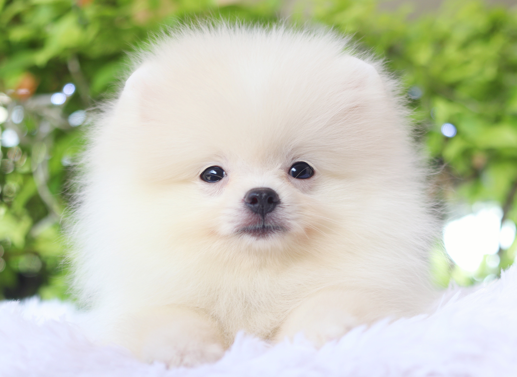 ปอมเมอเรเนียน เพศผู้ สีขาวครีม