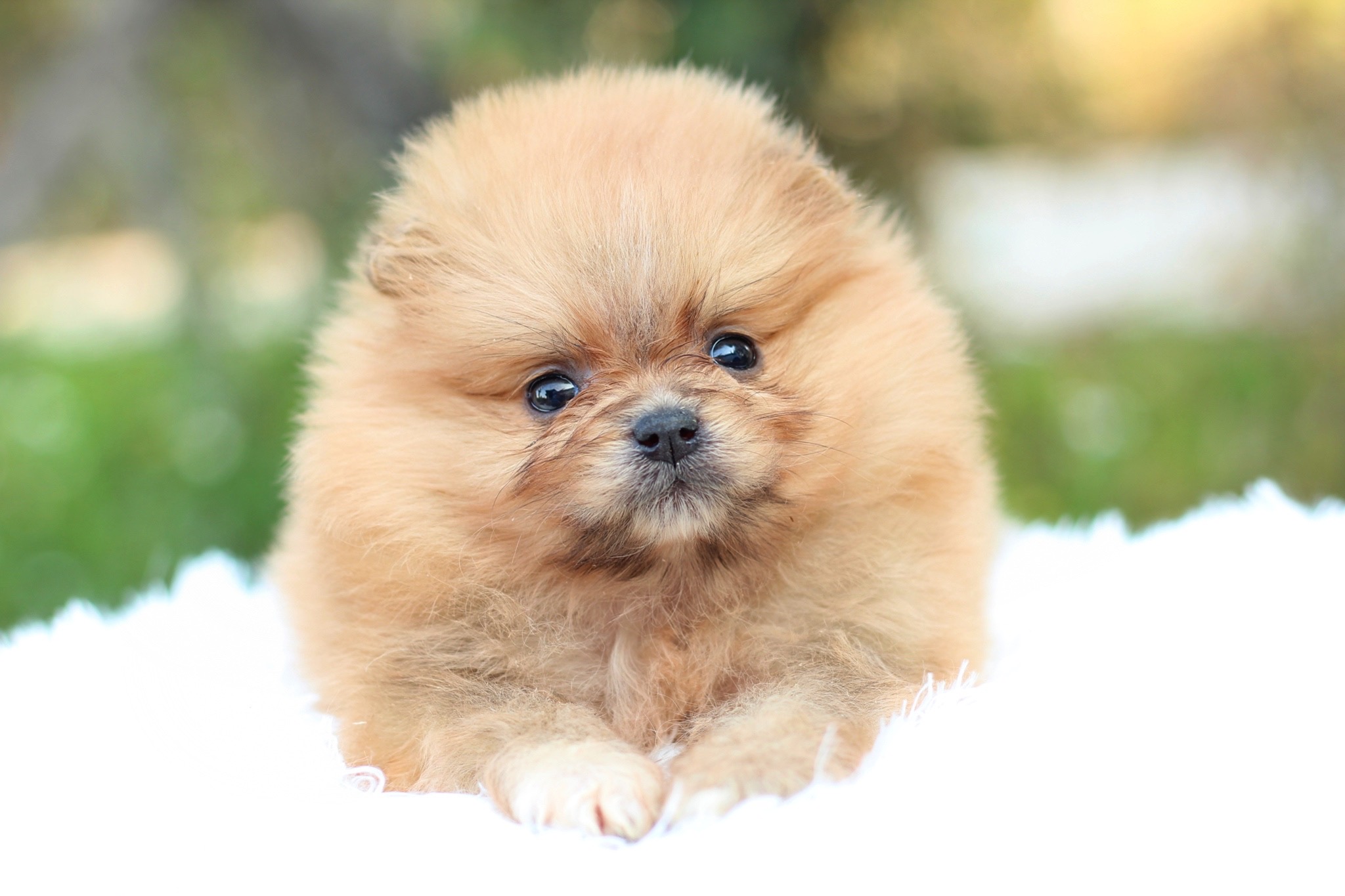 ปอมเมอเรเนียน เพศเมียสีส้ม