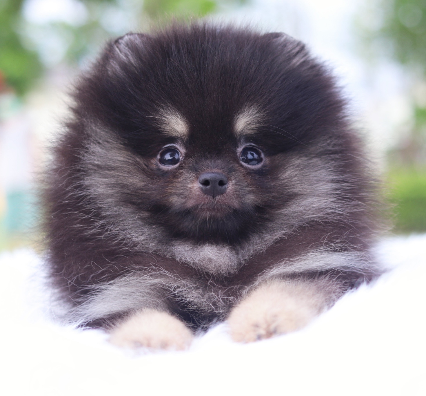 ปอมเมอเรเนียน เพศผู้แบล็คแทน