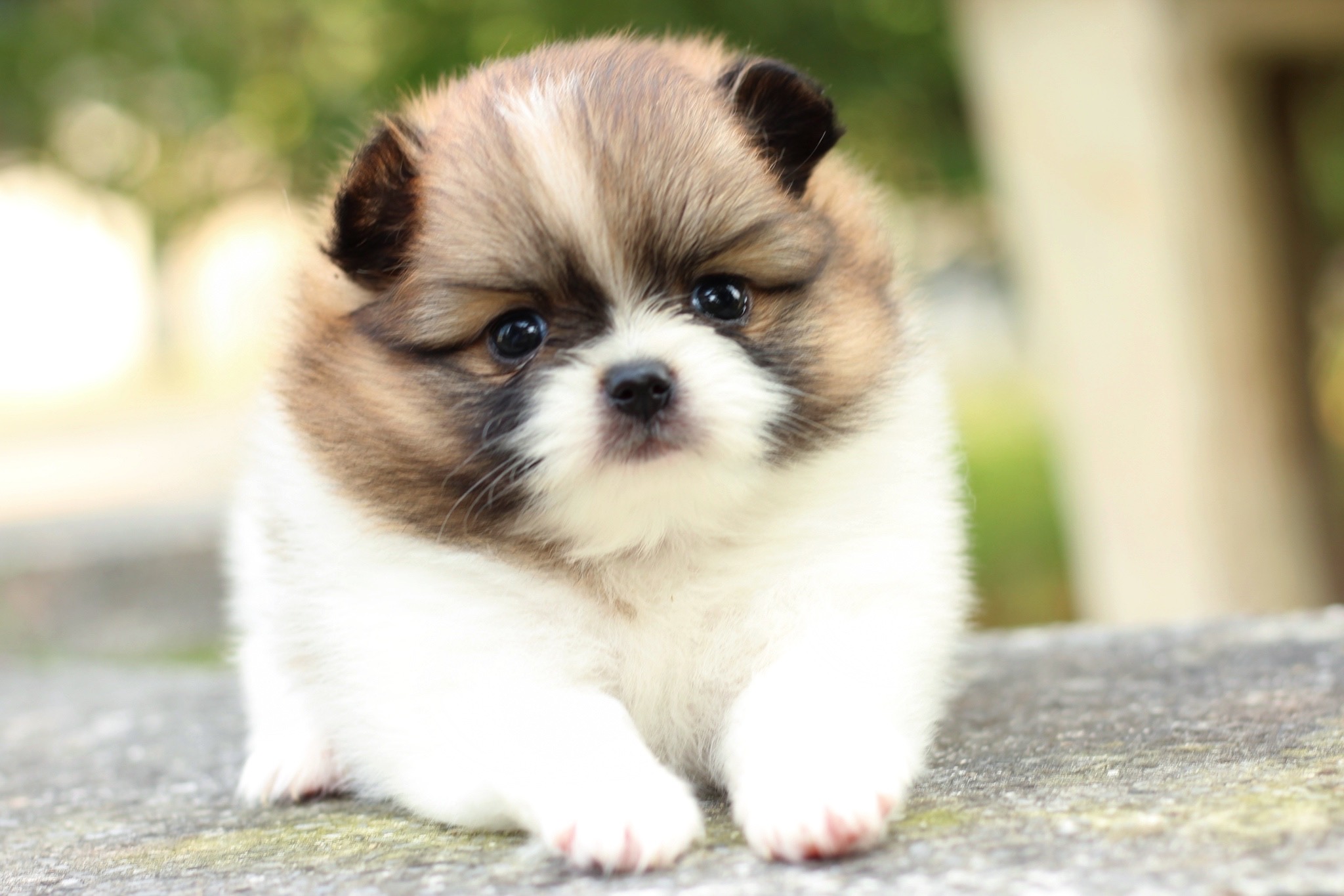 ปอมเมอเรเนียน เพศเมียสีแฟนซี