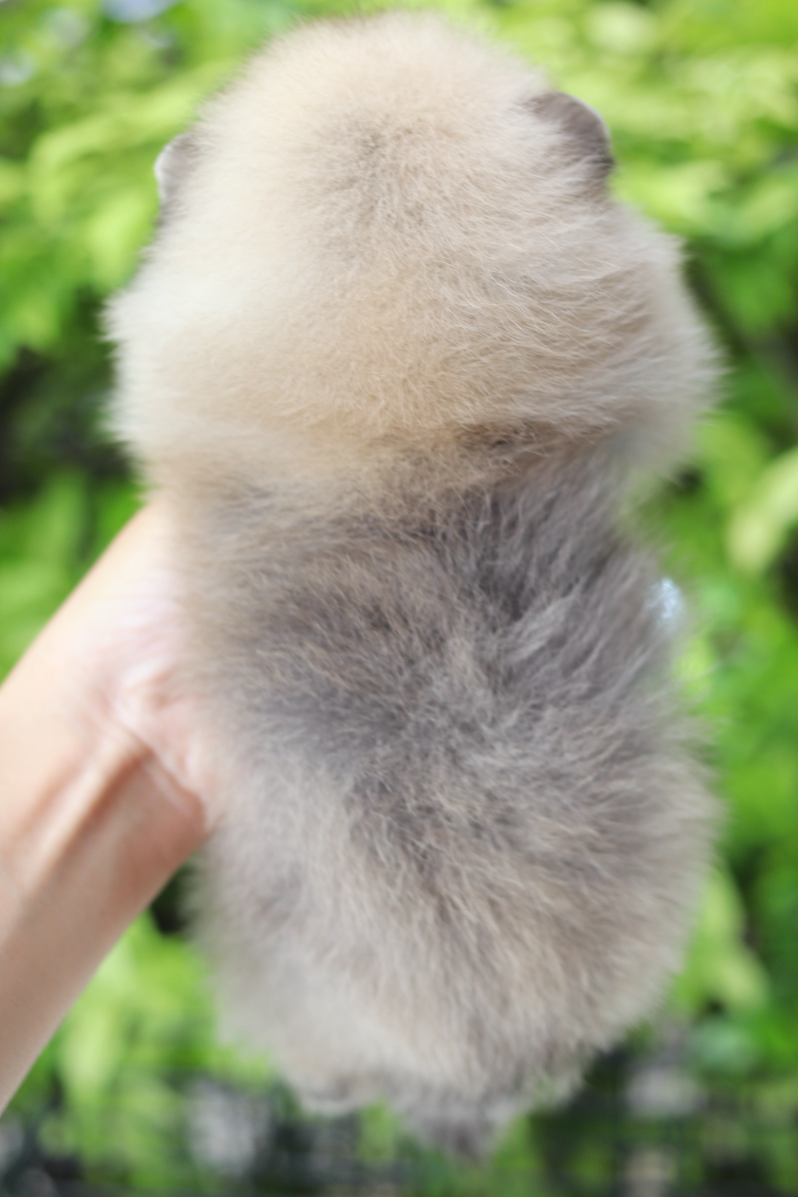 ปอมเมอเรเนียน เพศผู้สีส้ม เกรดโชว์