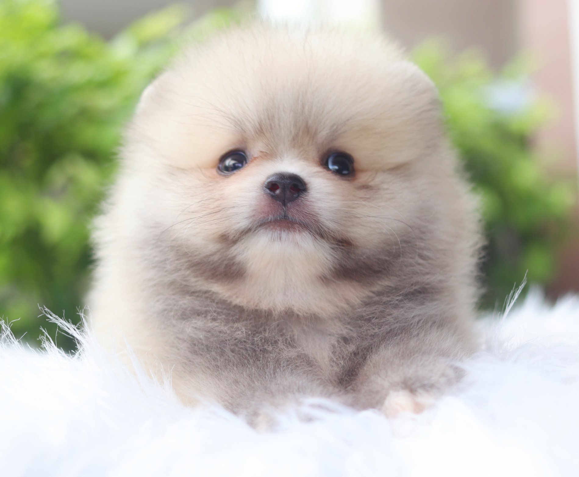 ปอมเมอเรเนียน เพศผู้สีส้ม