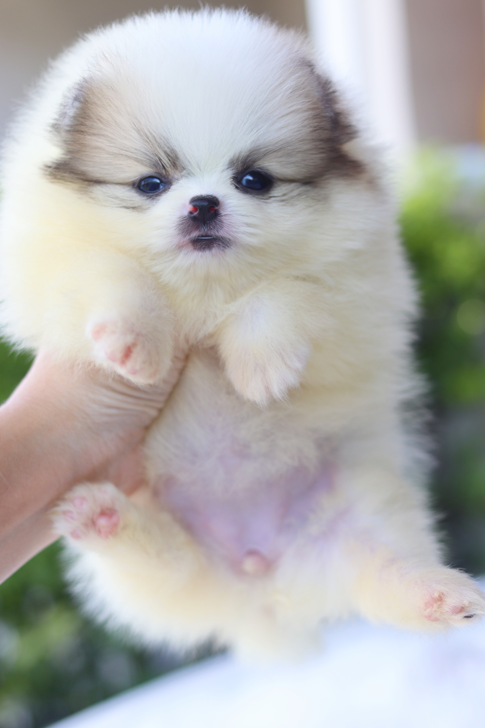 ปอมเมอเรเนียน เพศเมียสีแฟนซี เกรดโชว์