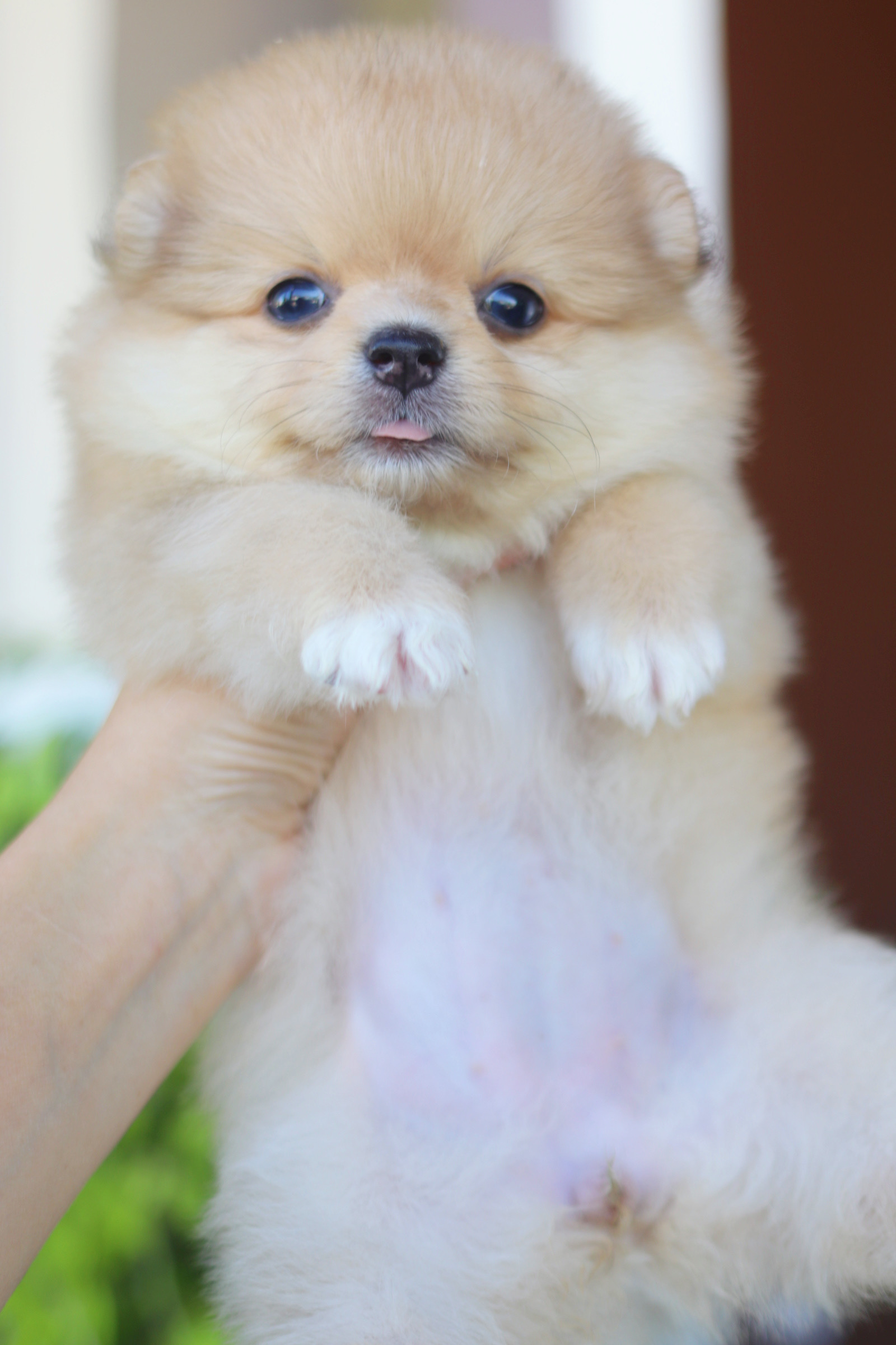 ปอมเมอเรเนียน เพศเมียสีส้ม