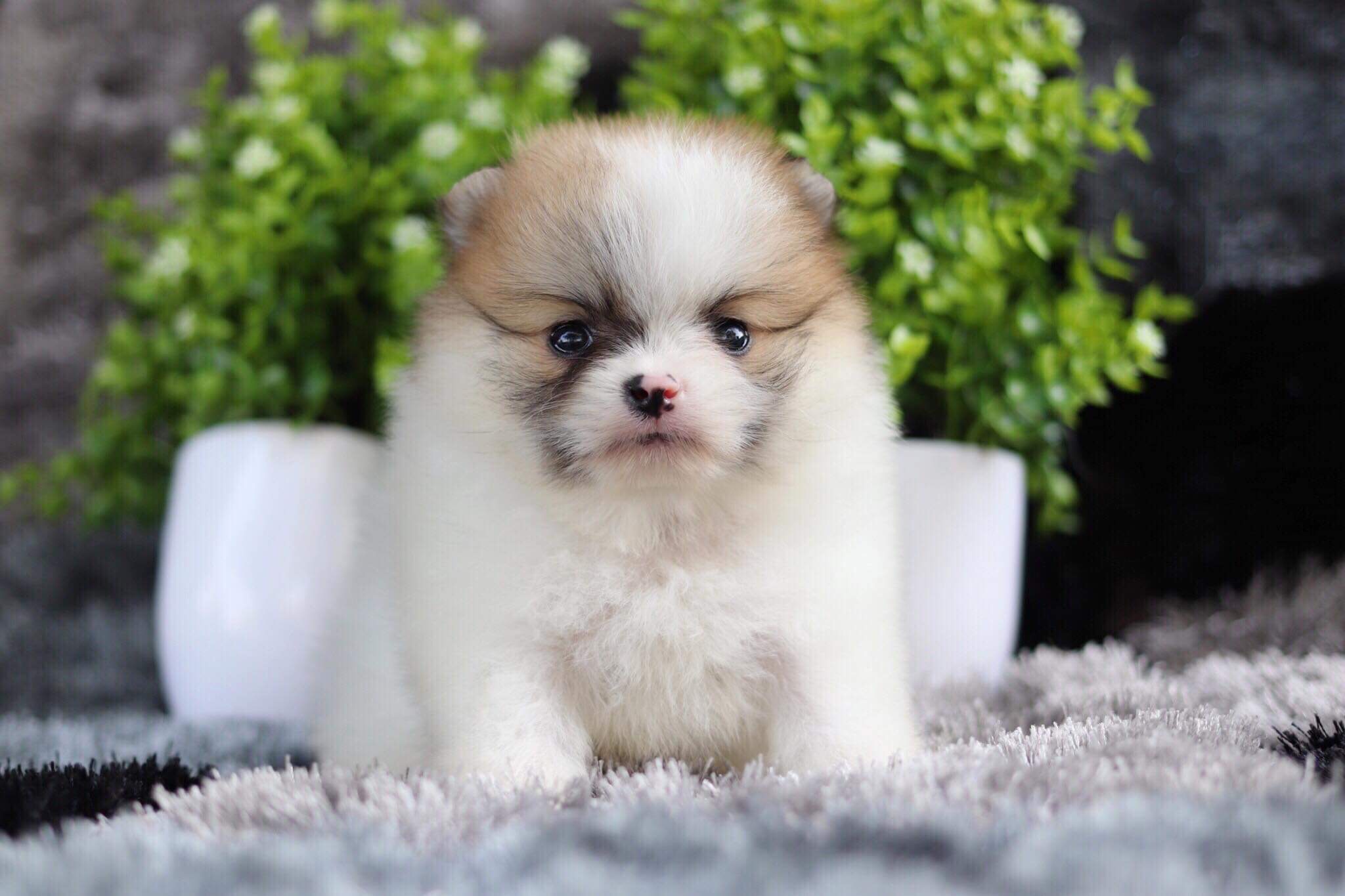 ปอมเมอเรเนียน เพศผู้ปาตี้