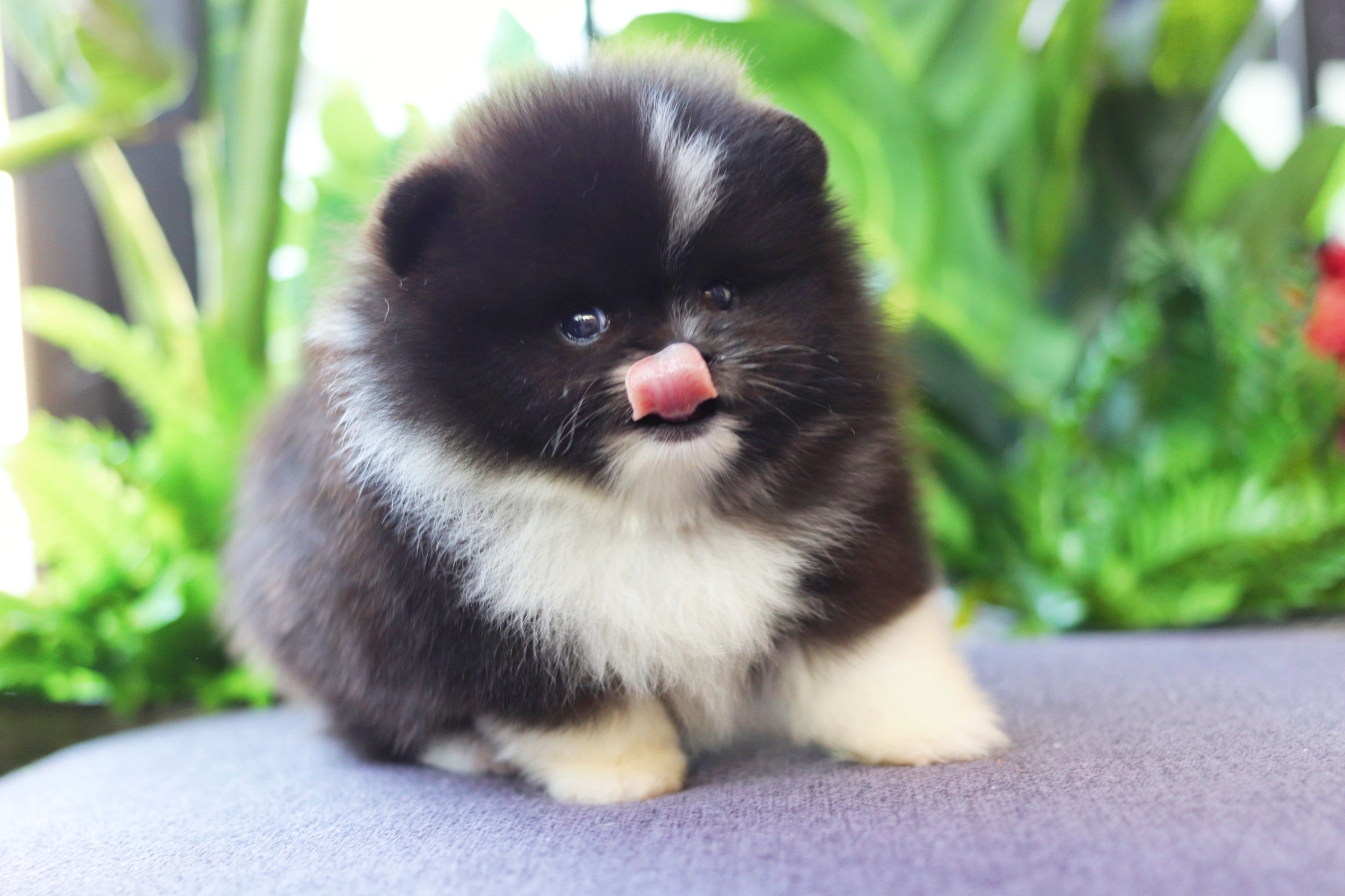 ปอมเมอเรเนียน เพศผู้แฟนซี