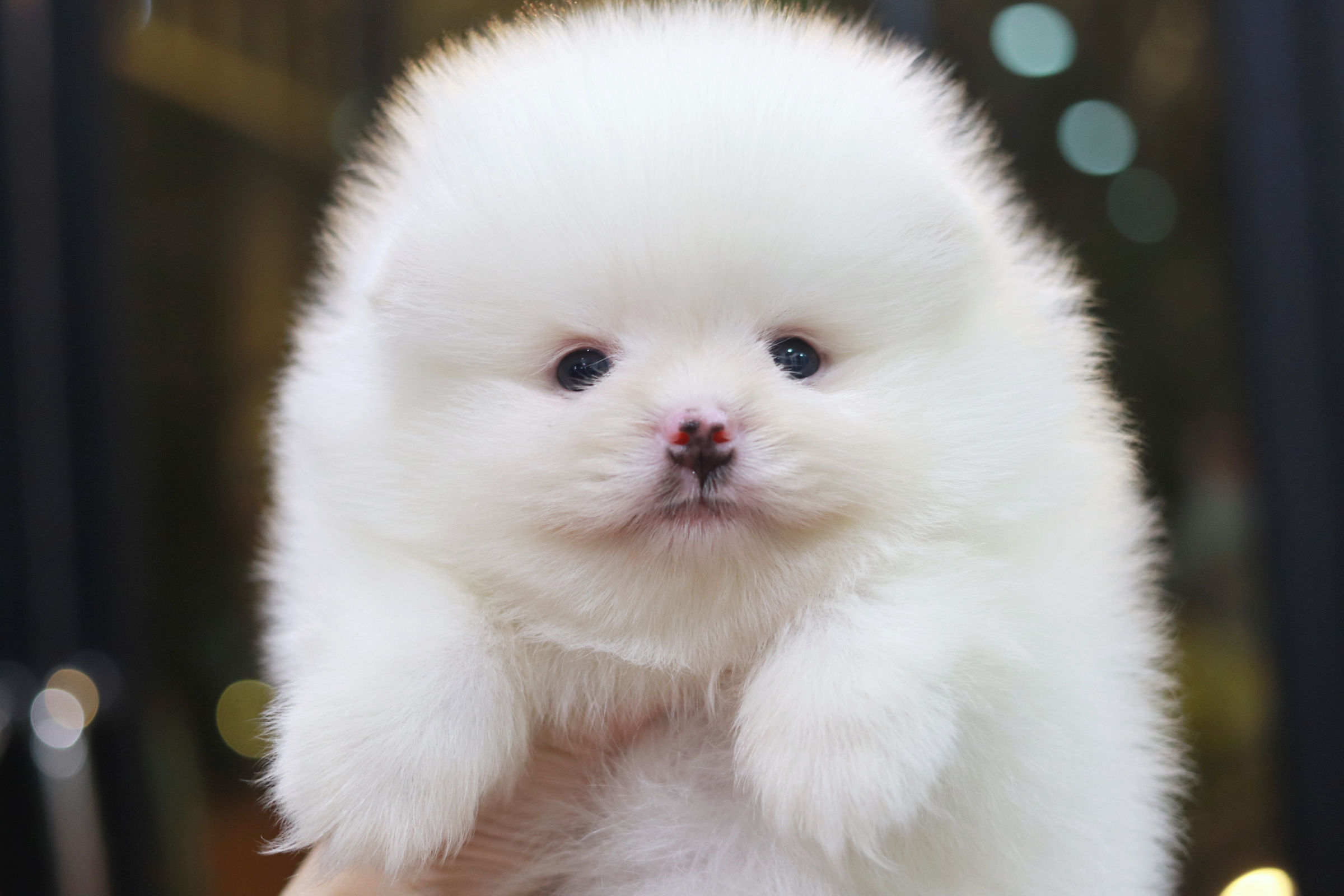 ปอมเมอเรเนียน เพศผู้ ขาว