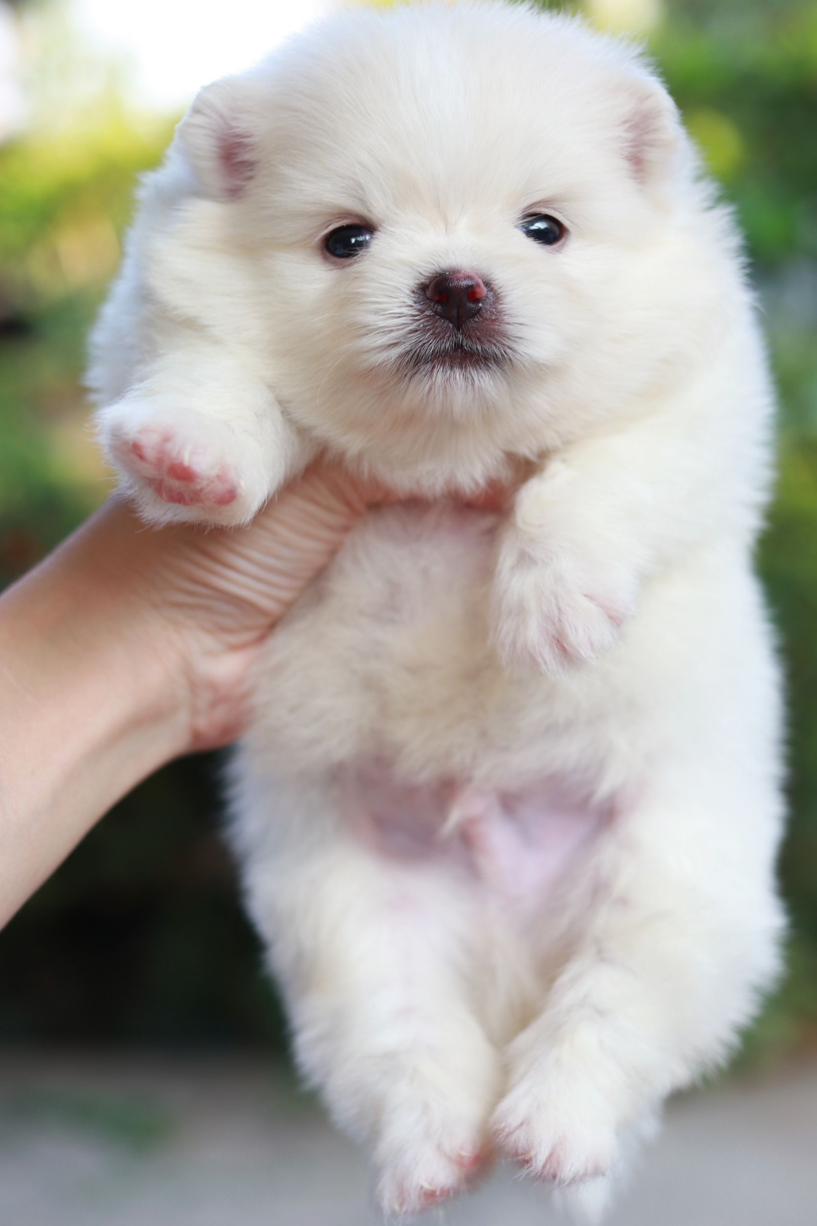 ปอมเมอเรเนียน เพศผู้ขาวครีม