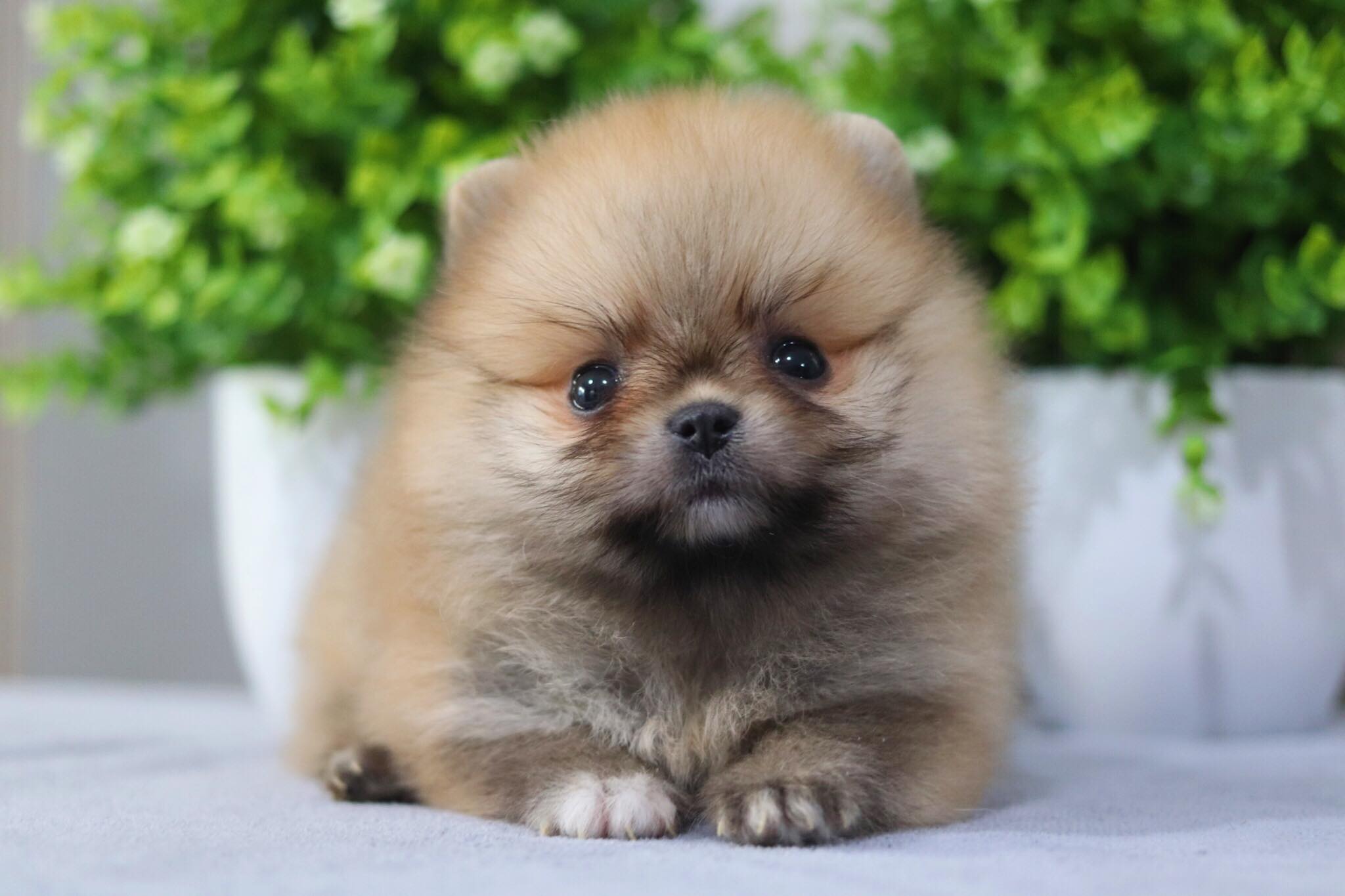 ปอมเมอเรเนียน เพศผู้