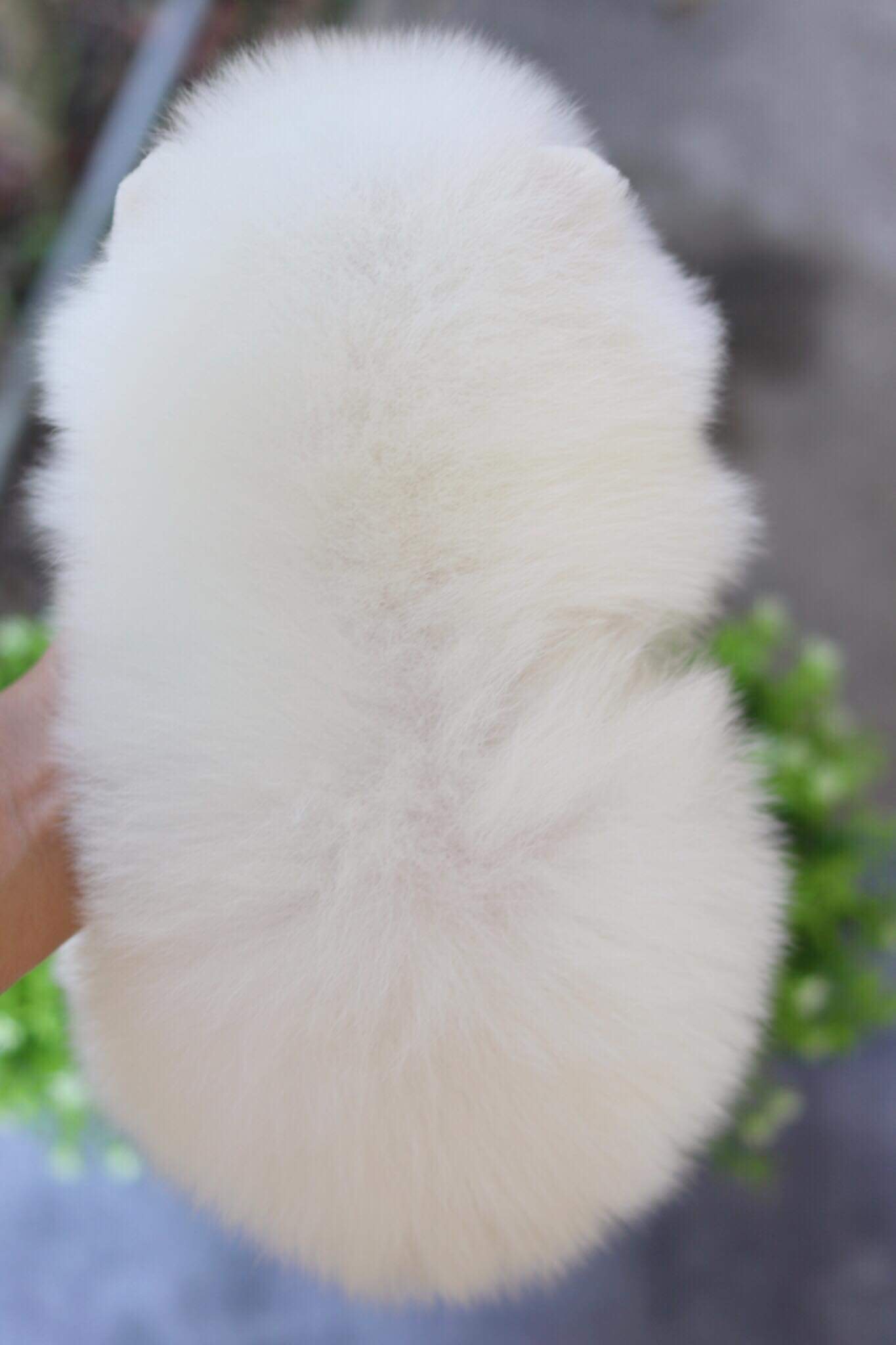 ปอมเมอเรเนียน เพศผู้