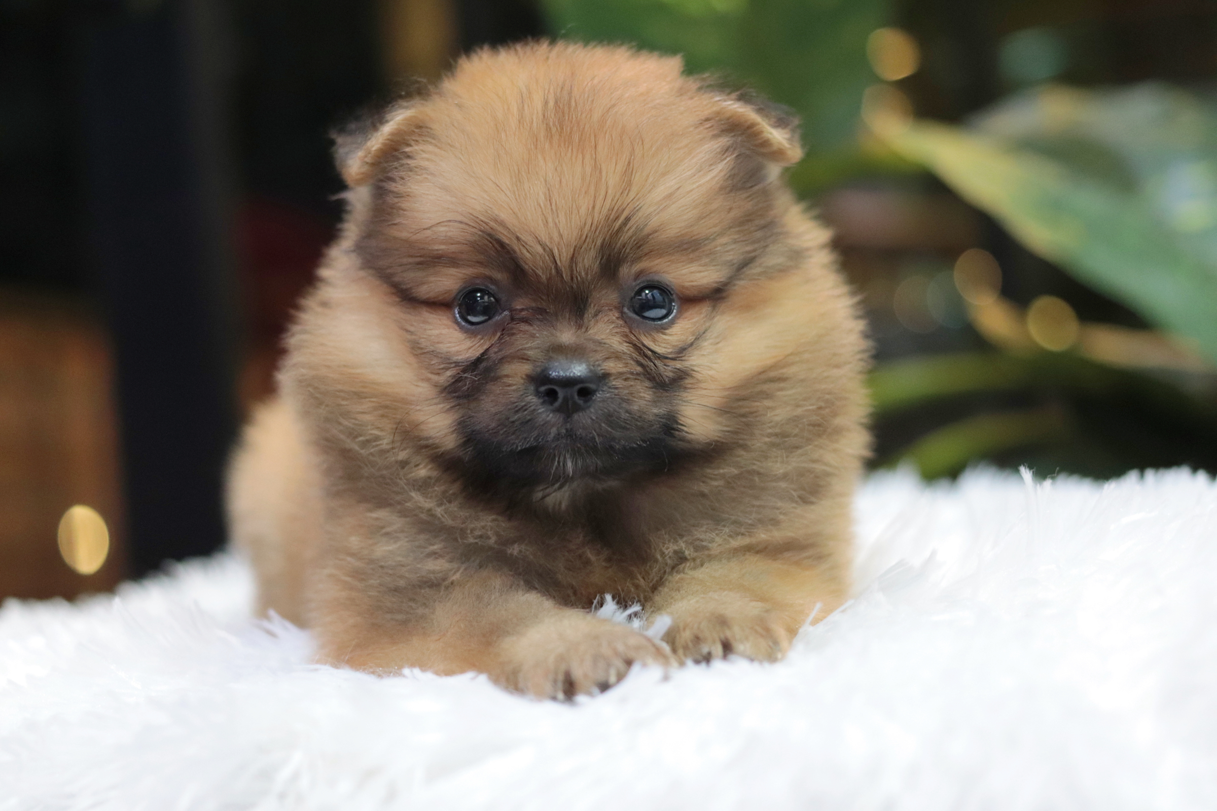 ปอมเมอเรเนียน เพศเมียสีส้ม