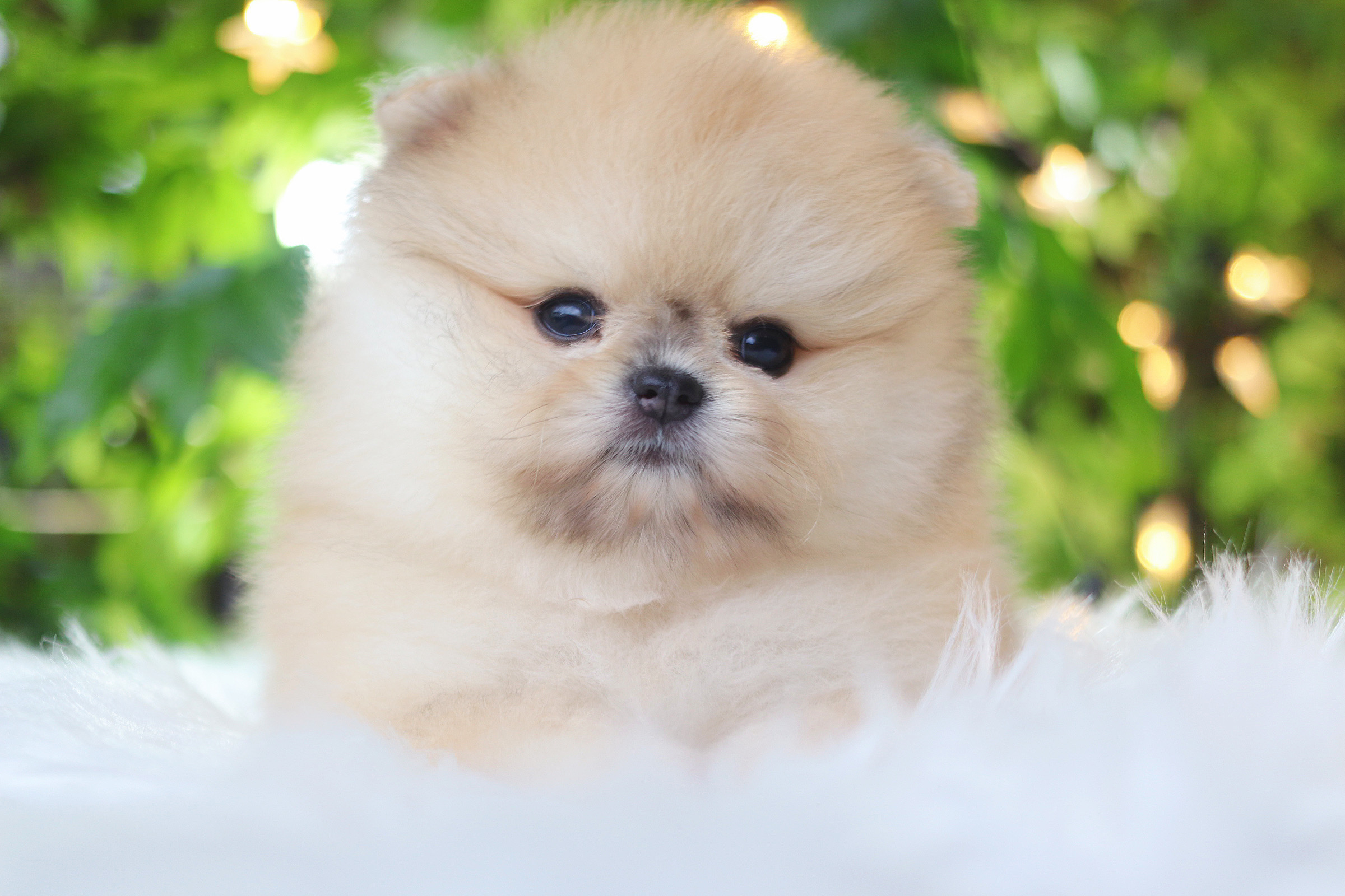 ปอมเมอเรเนียน เพศเมียสีส้ม เกรดโชว์