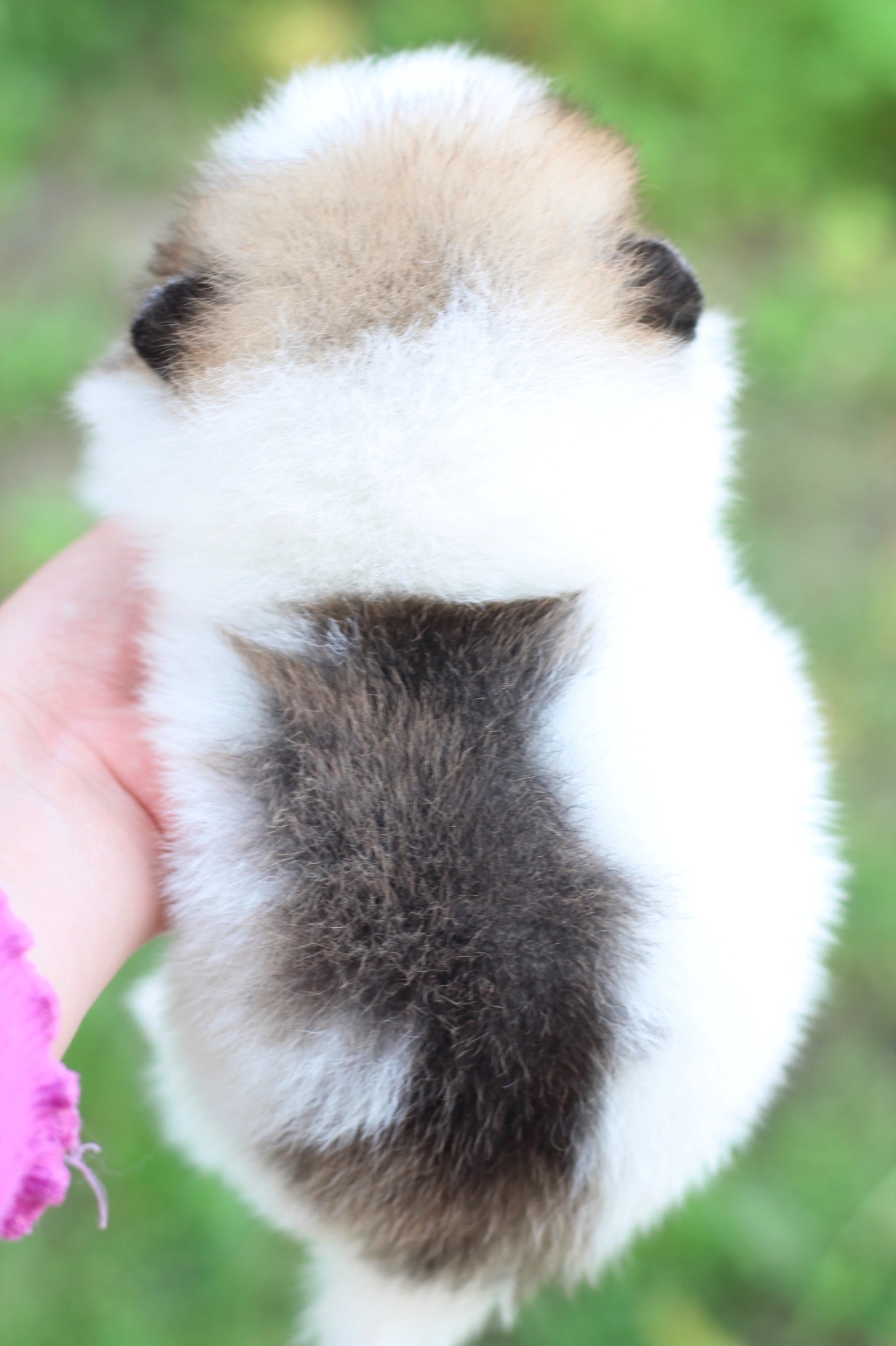 ปอมเมอเรเนียน เพศผู้ แฟนซีไซส์เล็ก