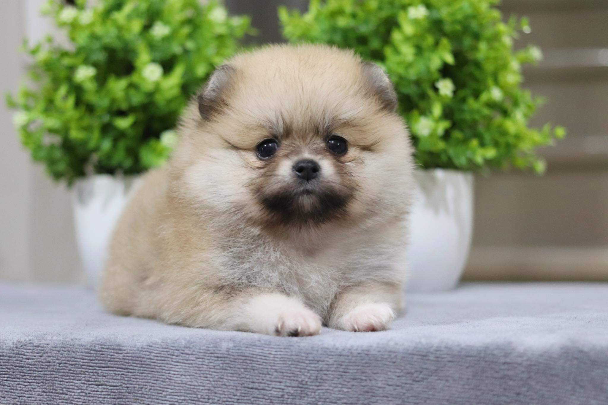 ปอมเมอเรเนียน เพศผู้